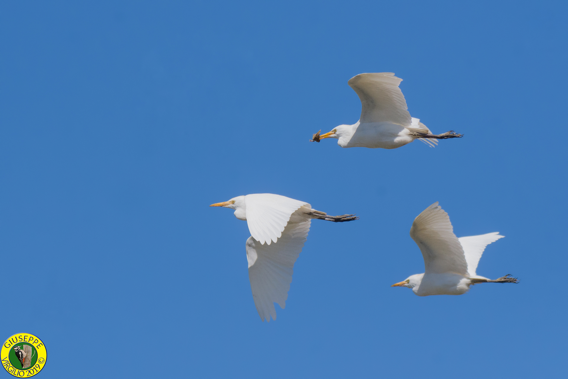 Airone Guardabuoi (Sardegna) 2019