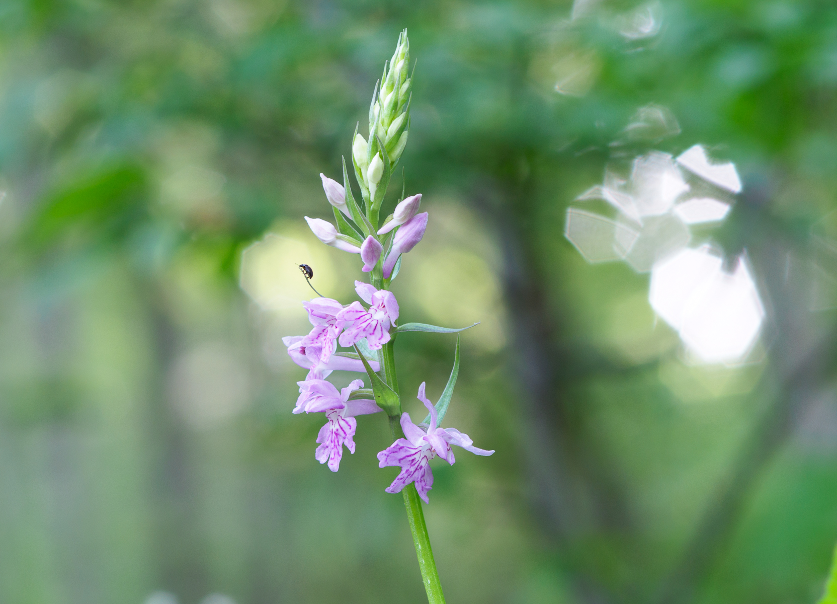 Dactylorhiza Spotted