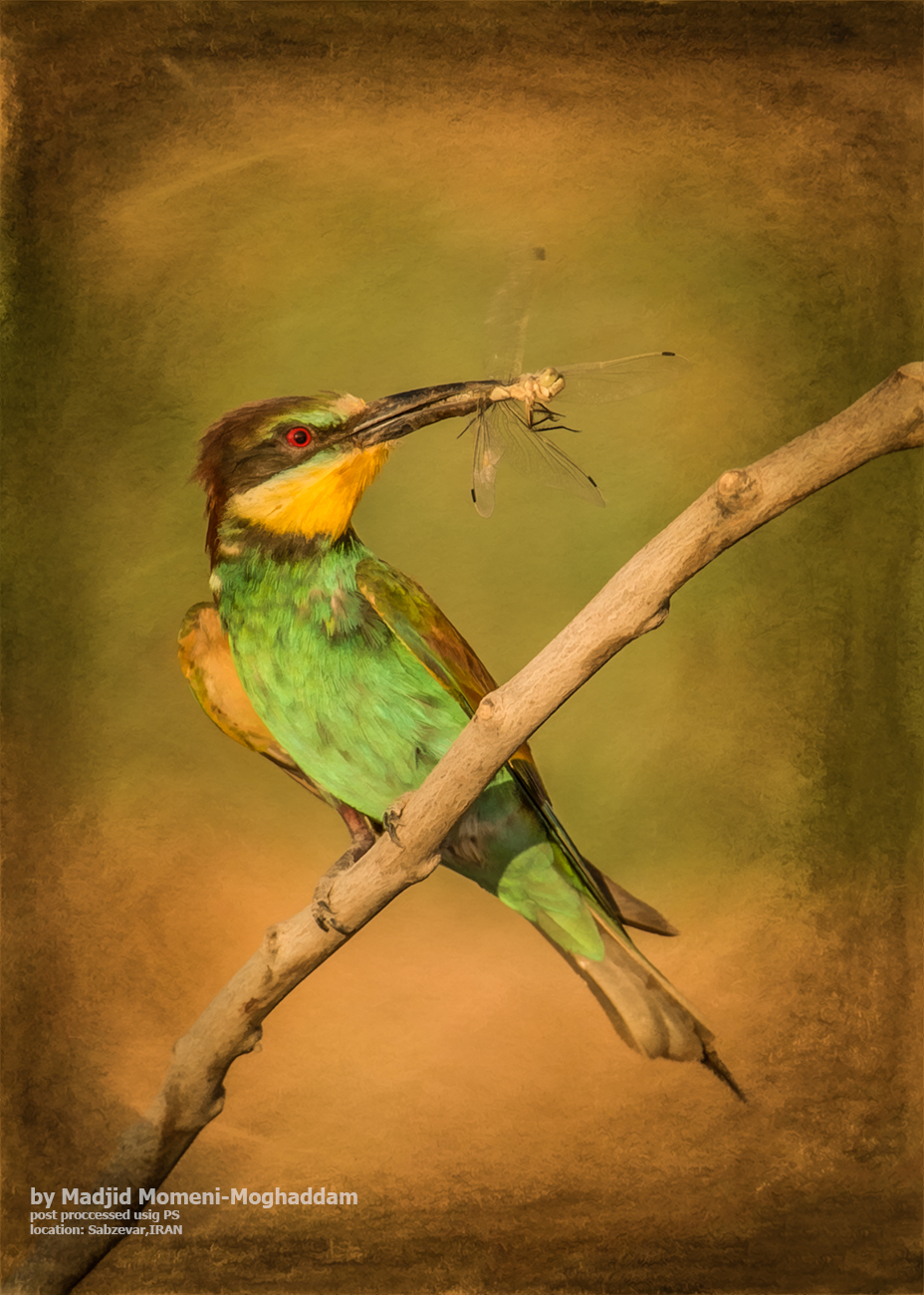 bee eater