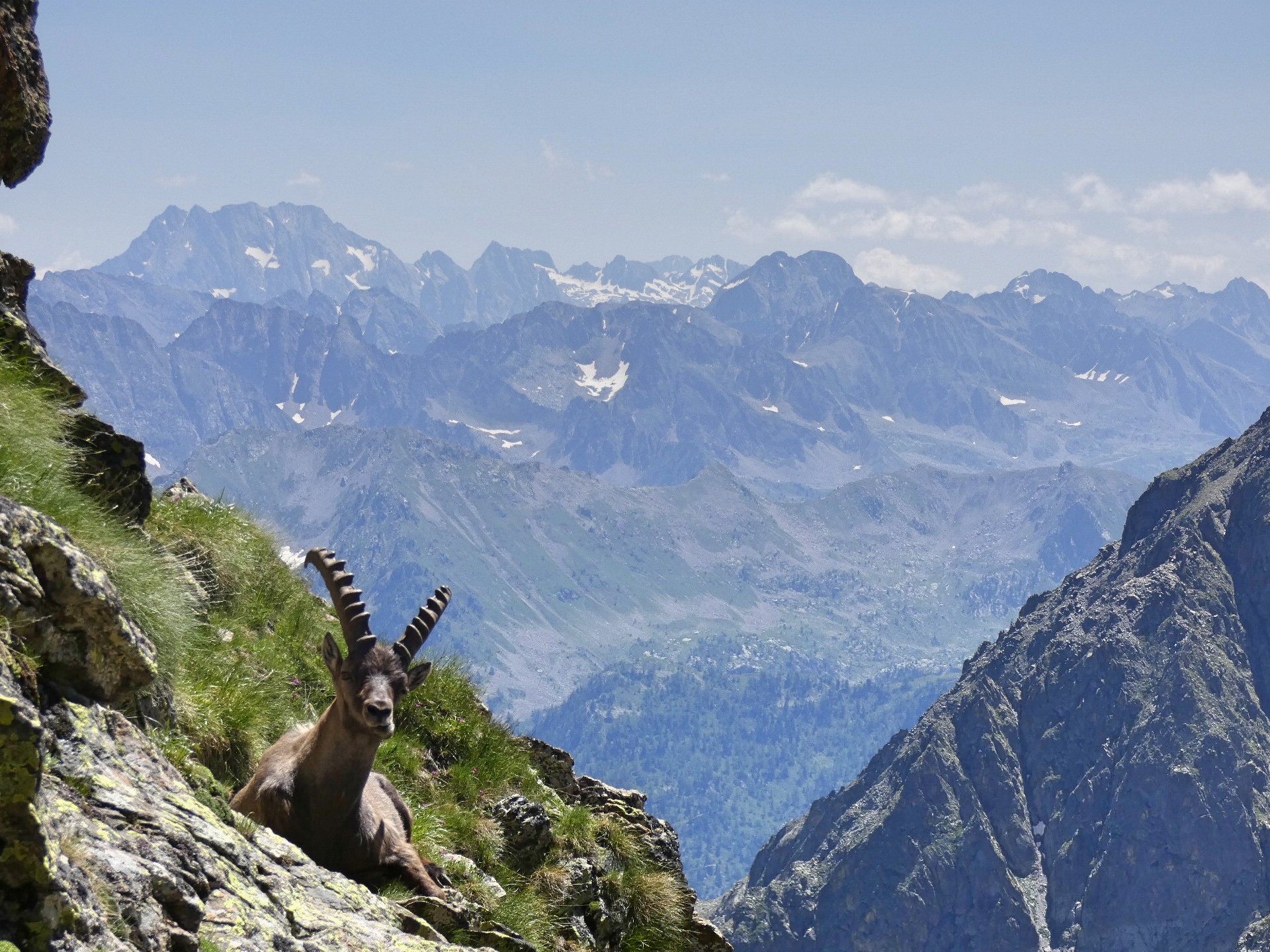 Un solitario Stambecco