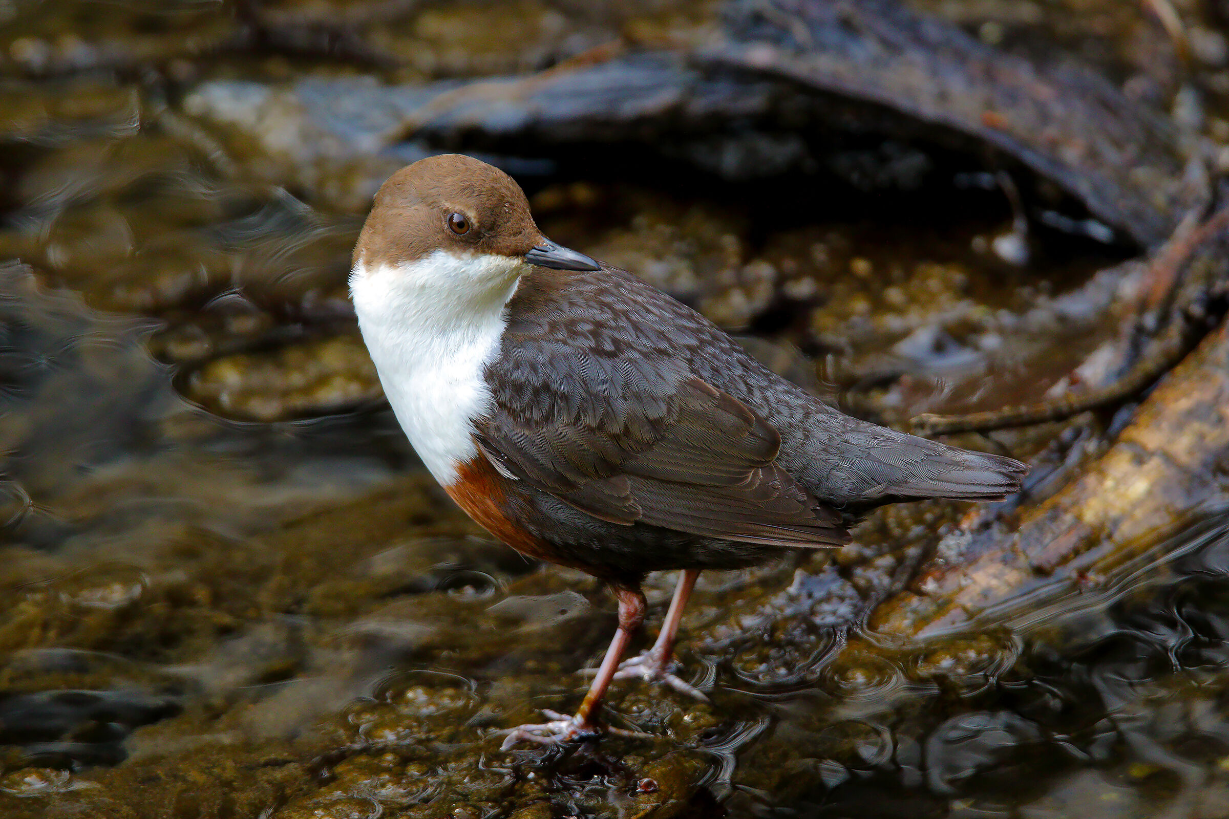 guardarsi alle spalle