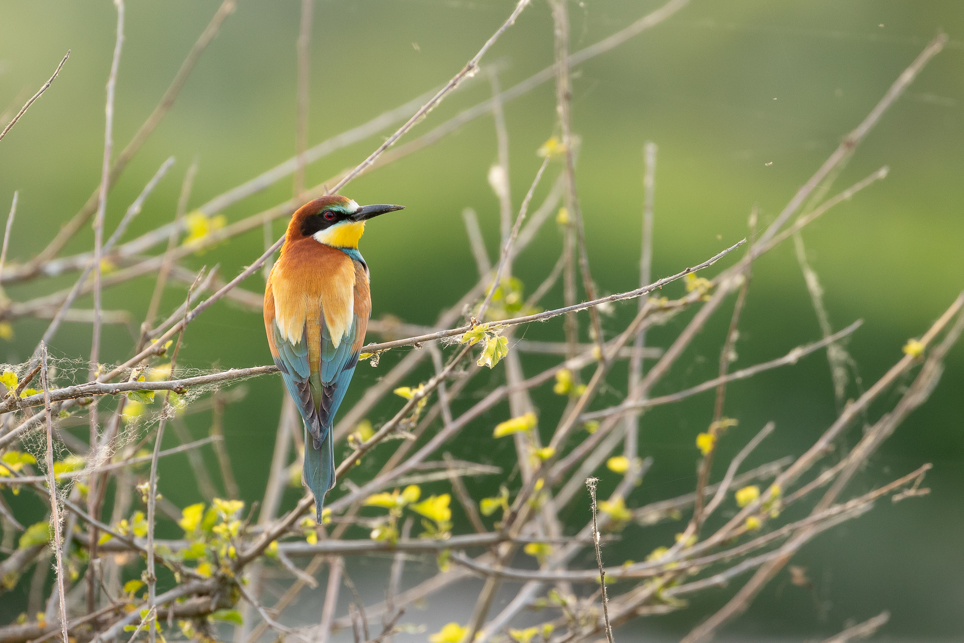 Merops apiaster (Gruccione)