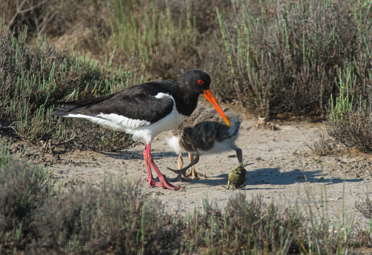 Beccaccia di mare e prole + snack
