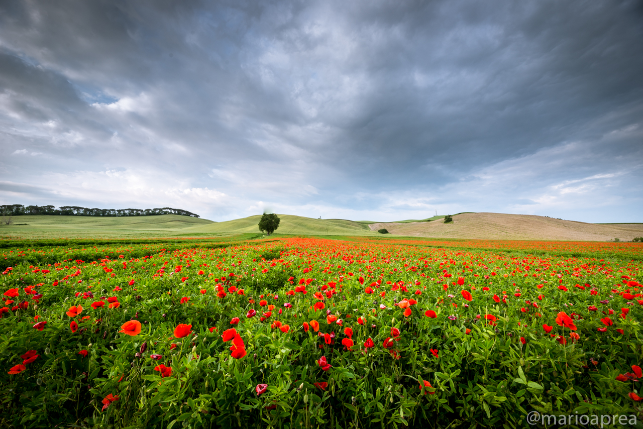 Papaveri e nuvole