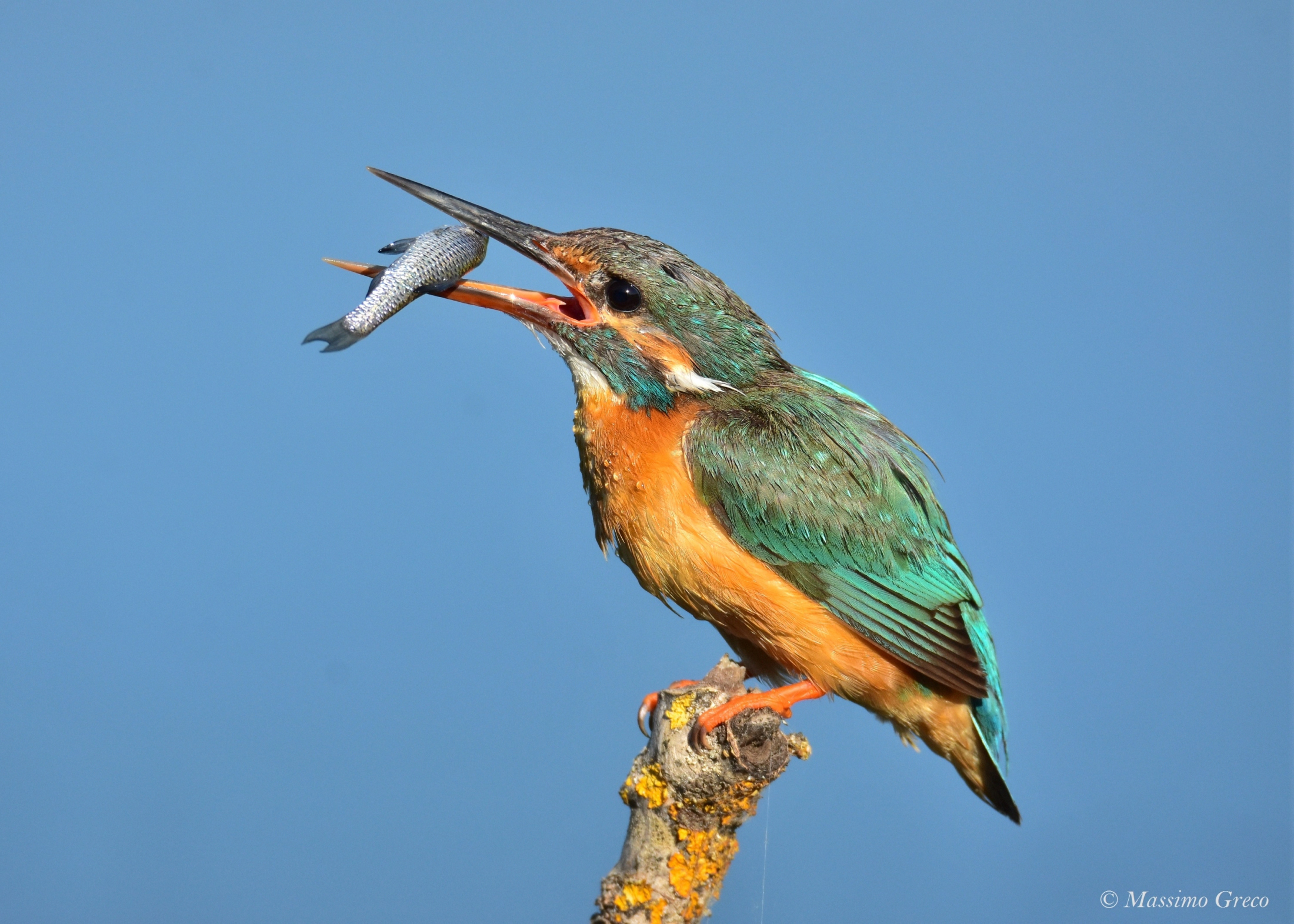 Kingfisher
