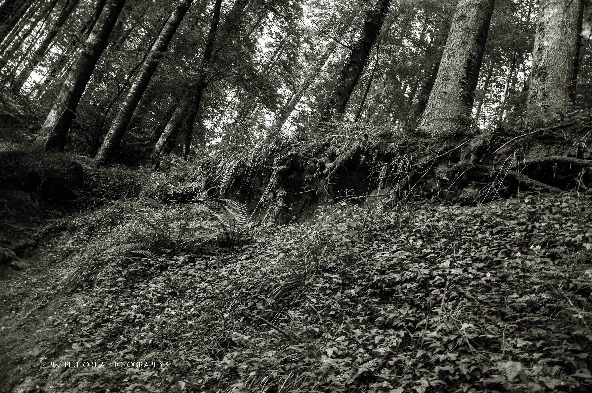 Foreste nella montagna