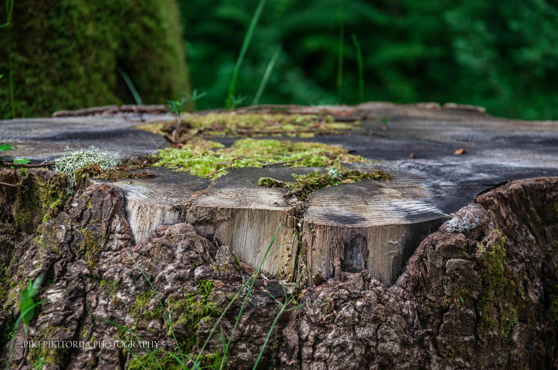 Foreste nella montagna