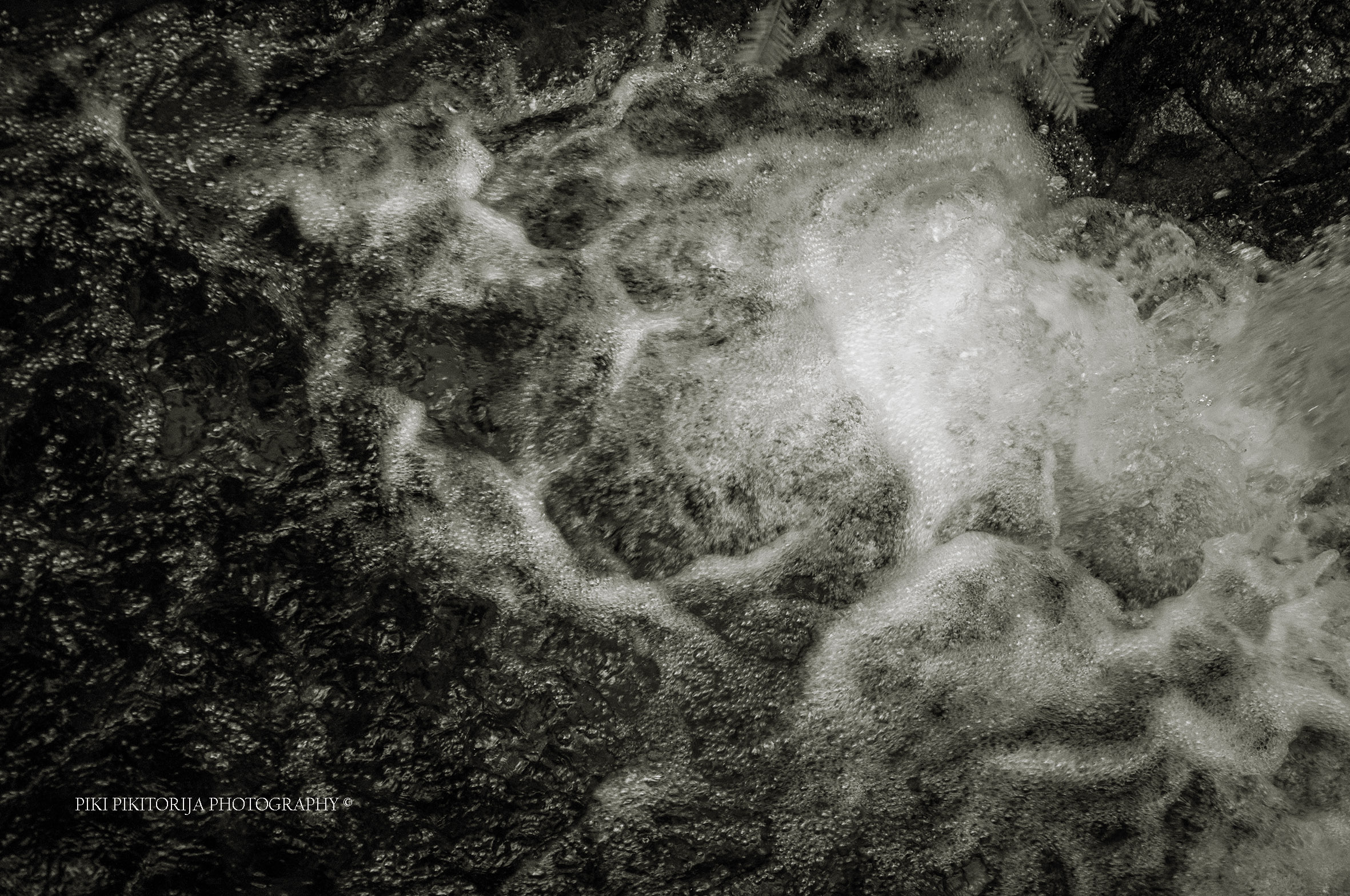 Foreste nella montagna