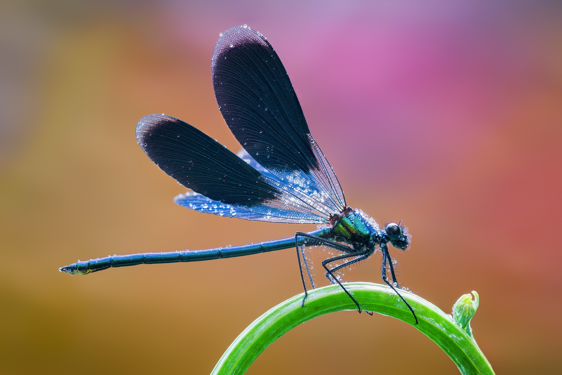 Calopteryx male