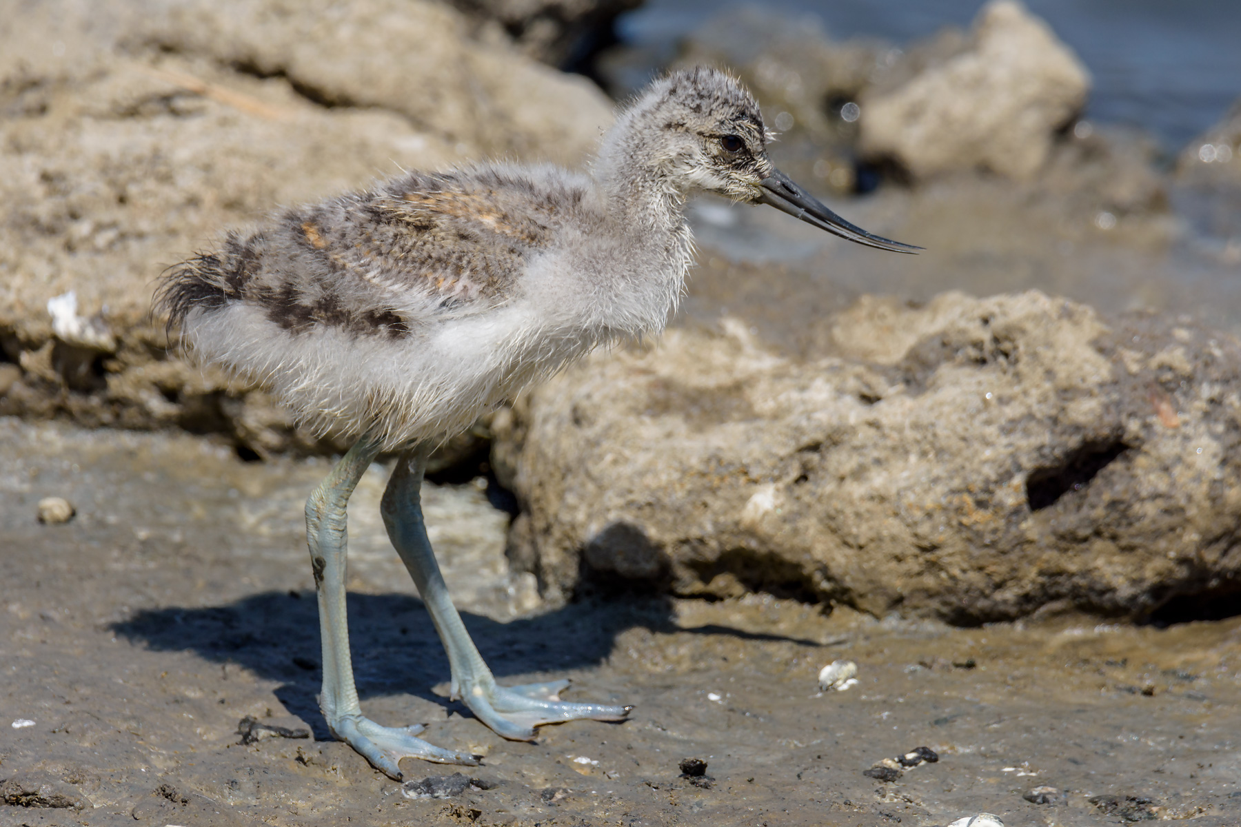 Small avocetta.