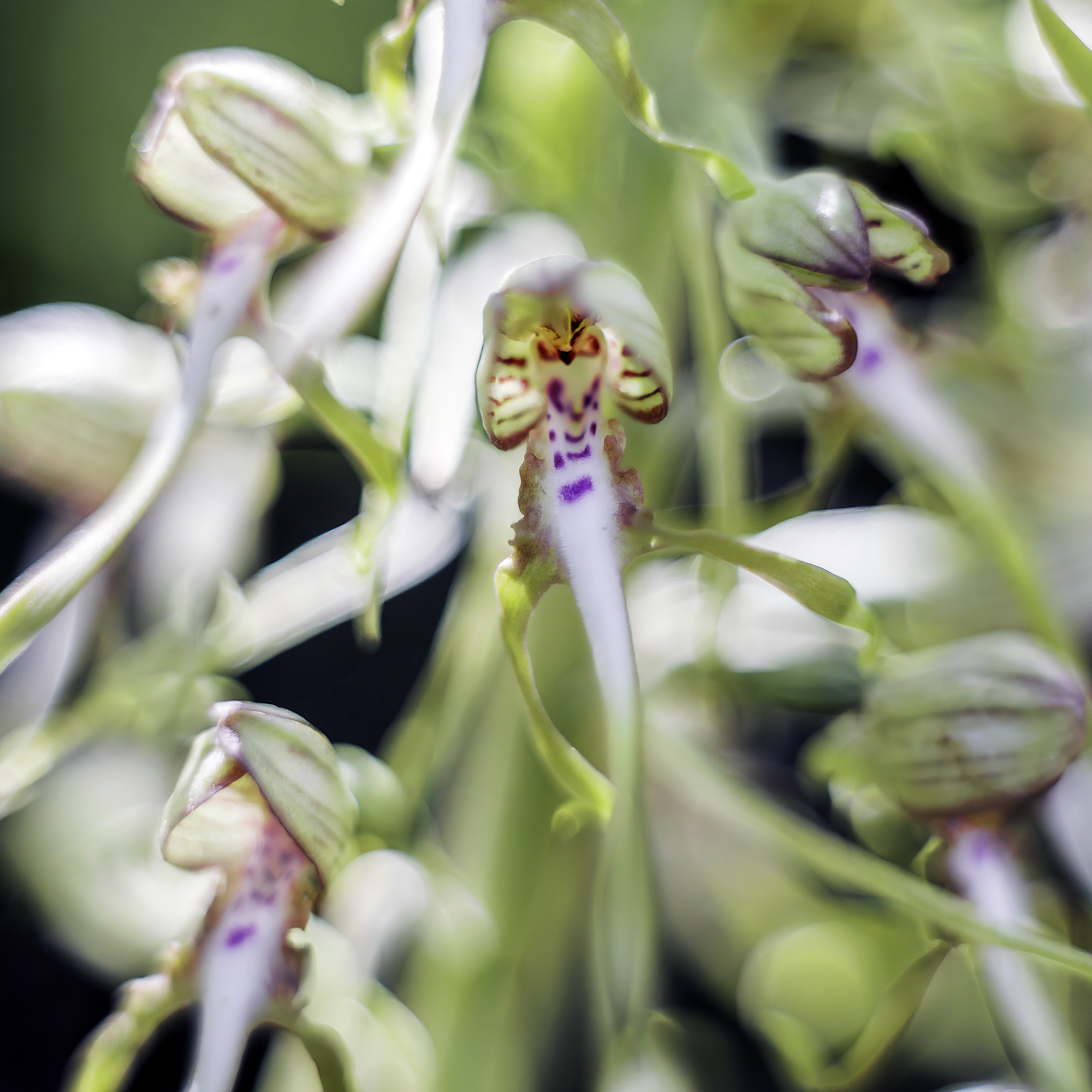 Himantoglossum hircinum