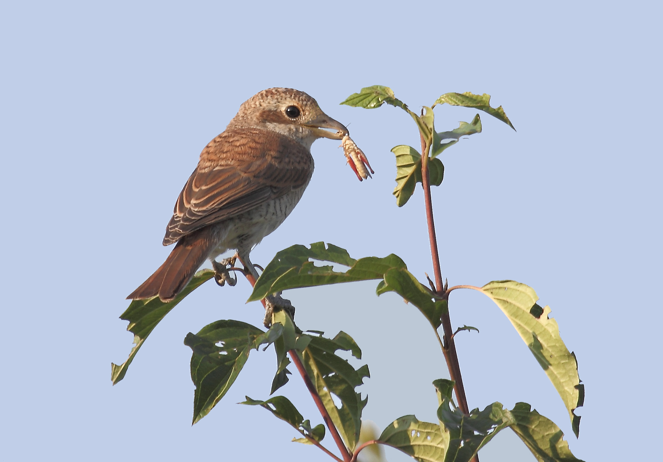 Have her little juv.