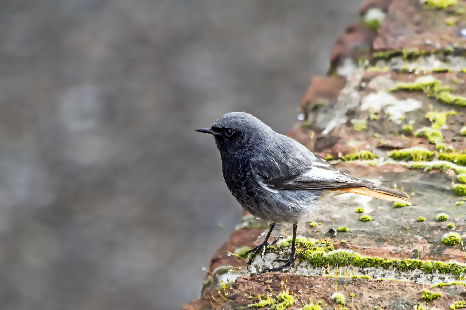 codirosso spazzacamino