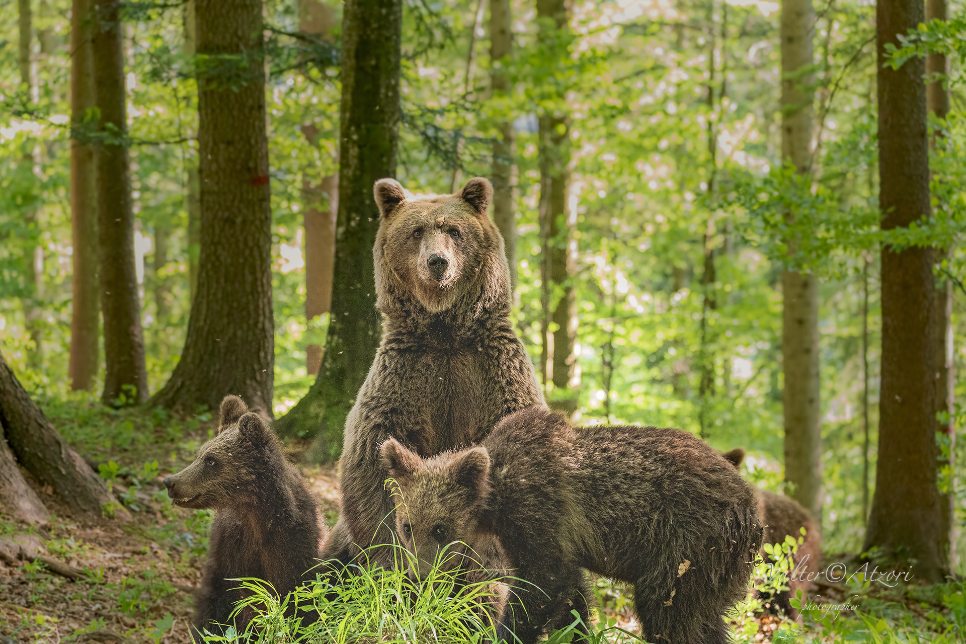 A mother Bear, very careful!