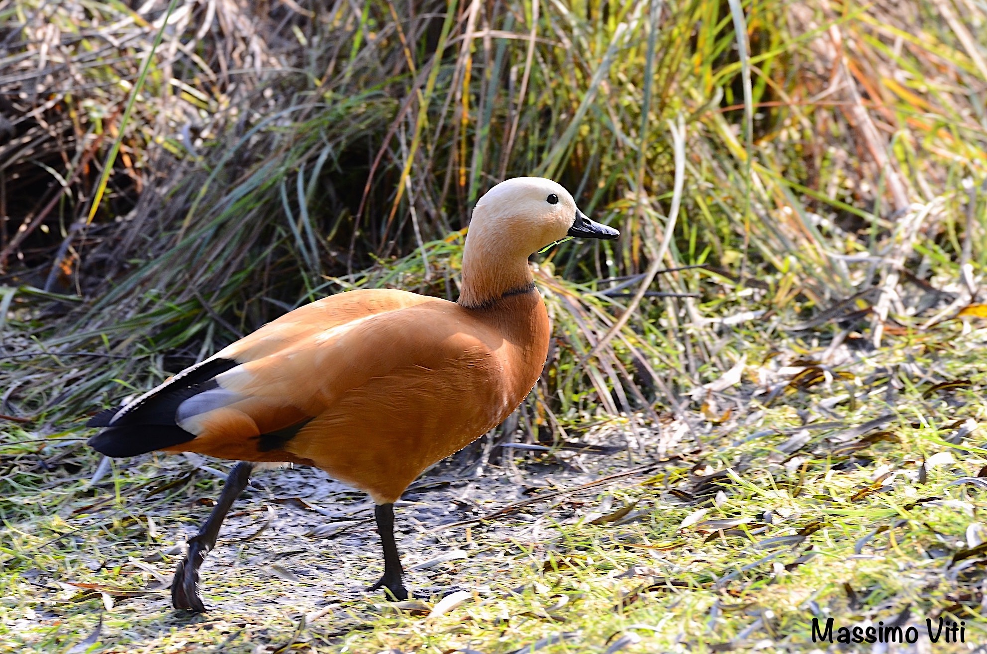Casarca ( Tadorna ferruginea )