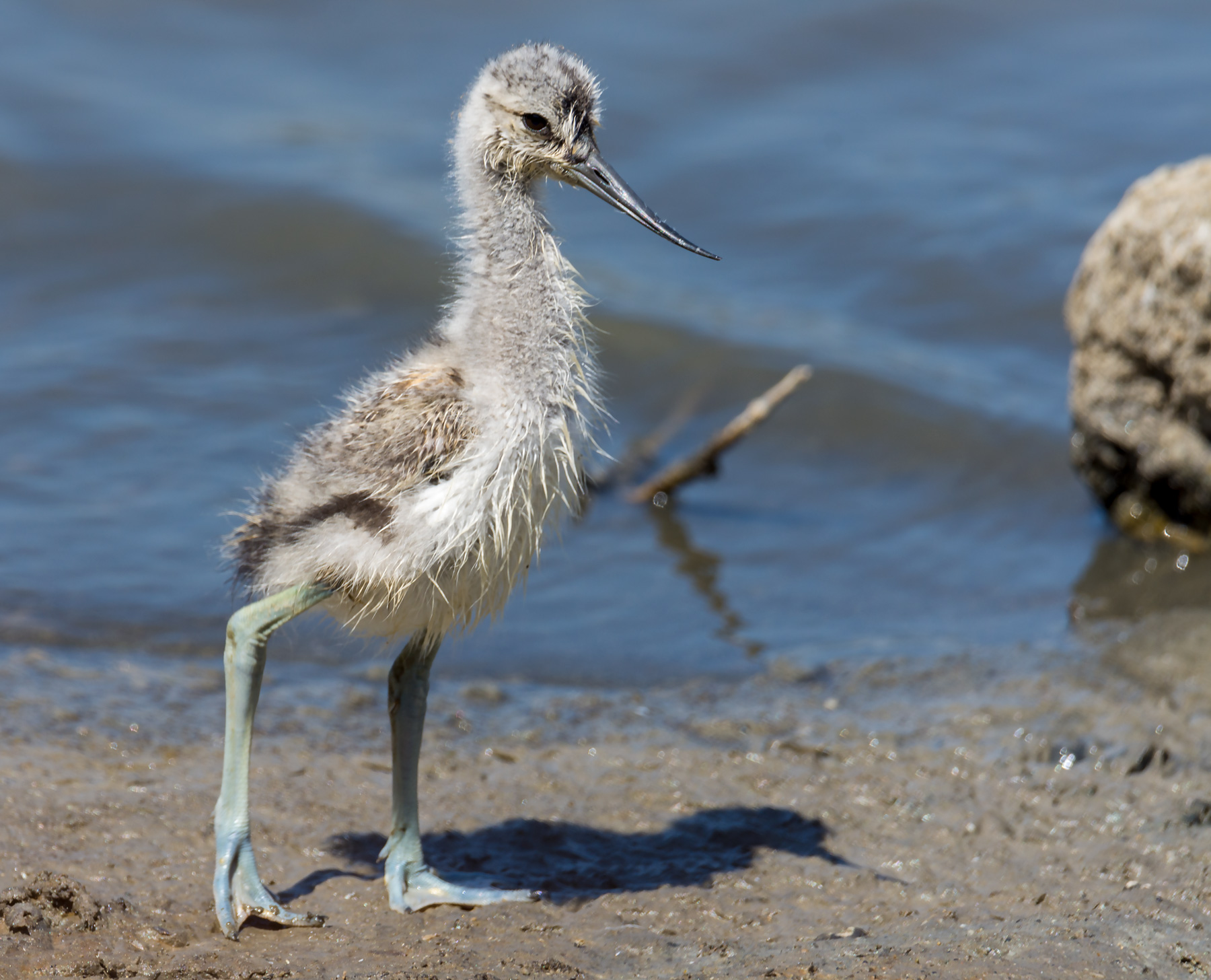 Avocetta's Little.