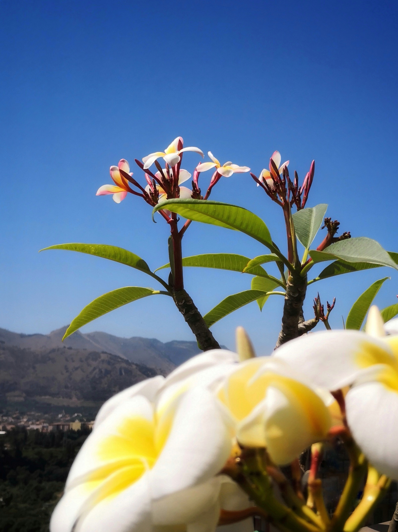 Plumeria Incarnata