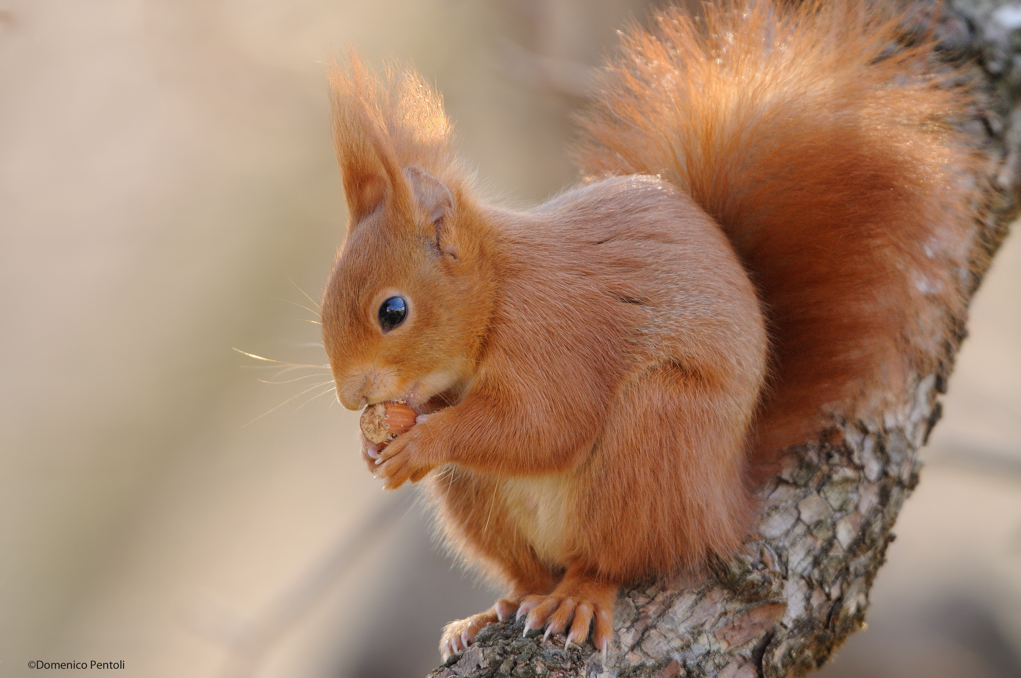 Red Squirrel