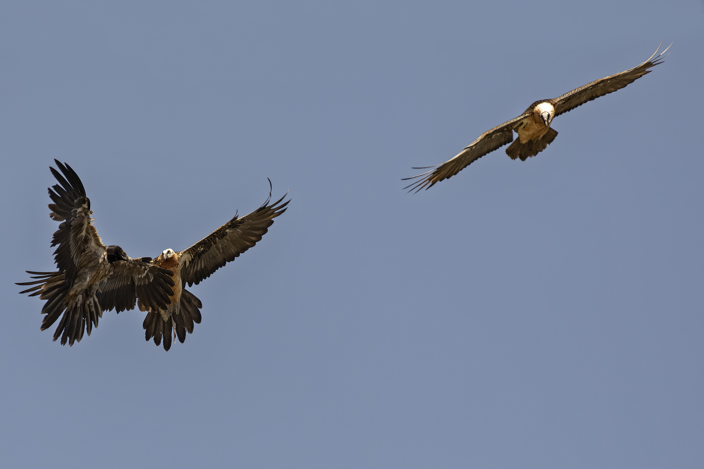 Gipeti adulti e subadulto