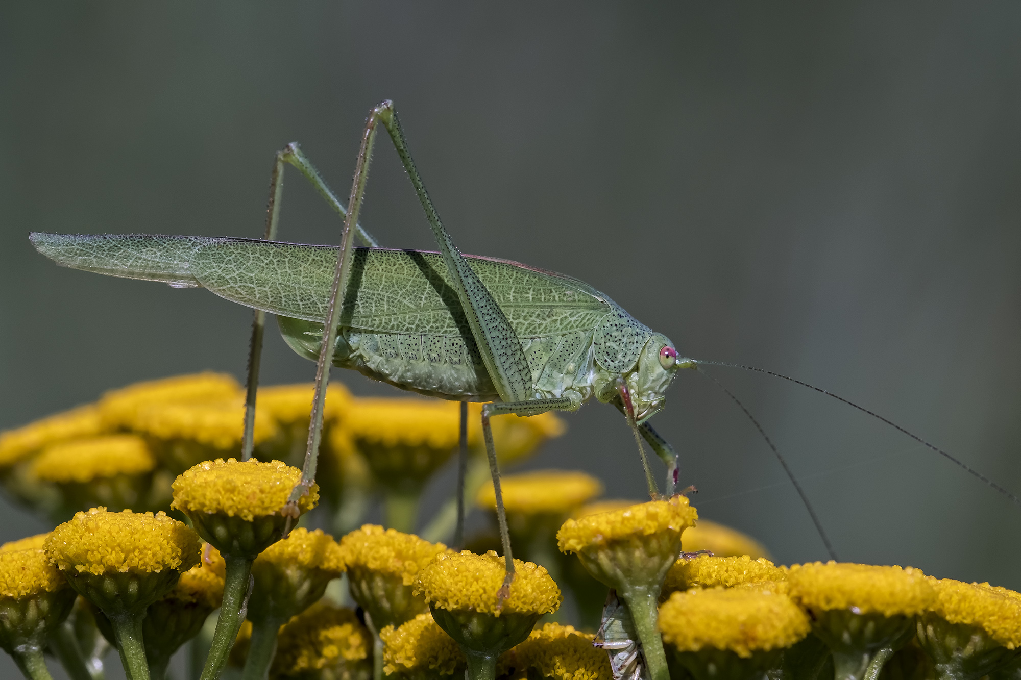 Tettigonia viridissima