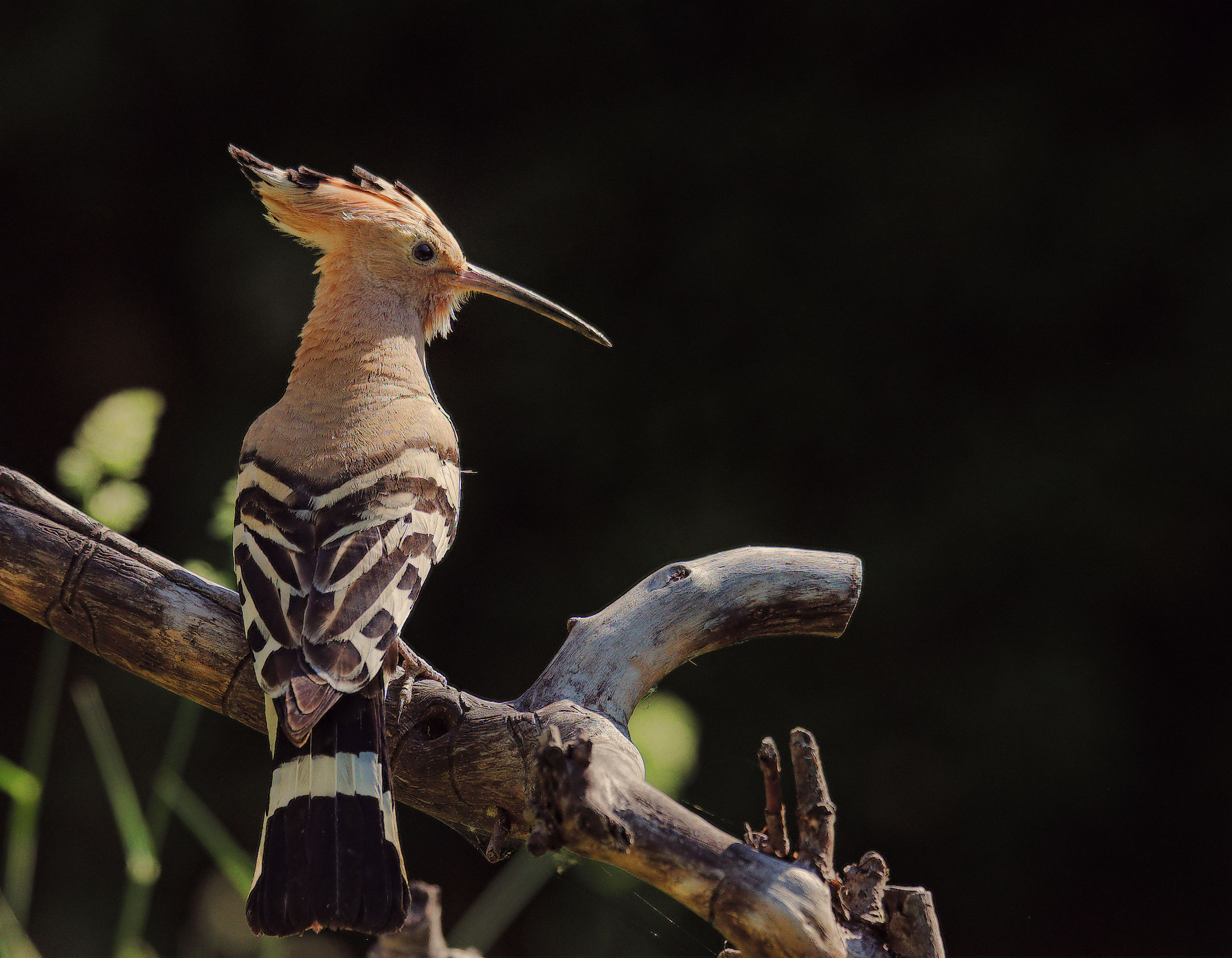 Hoopoe