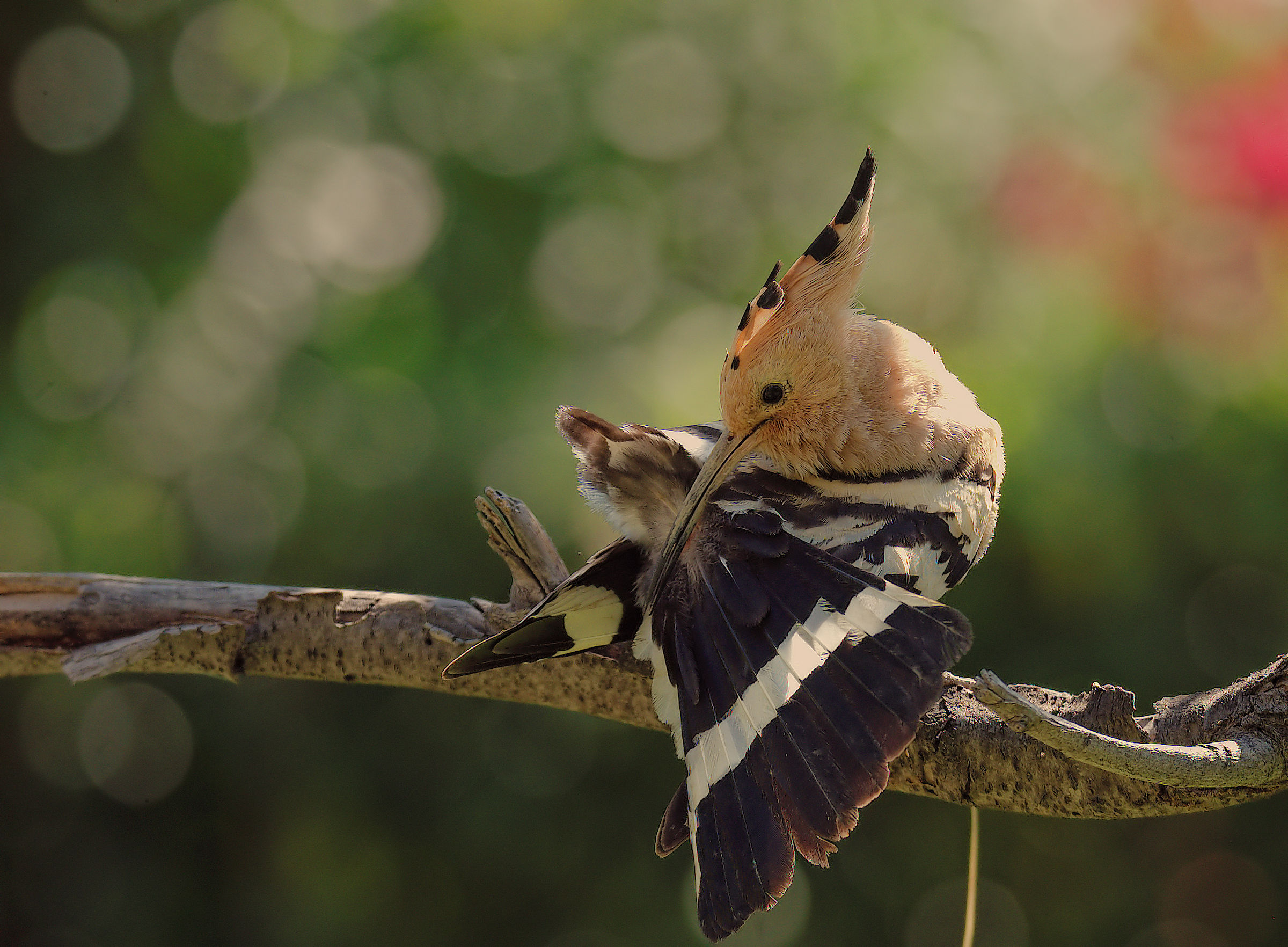 Hoopoe
