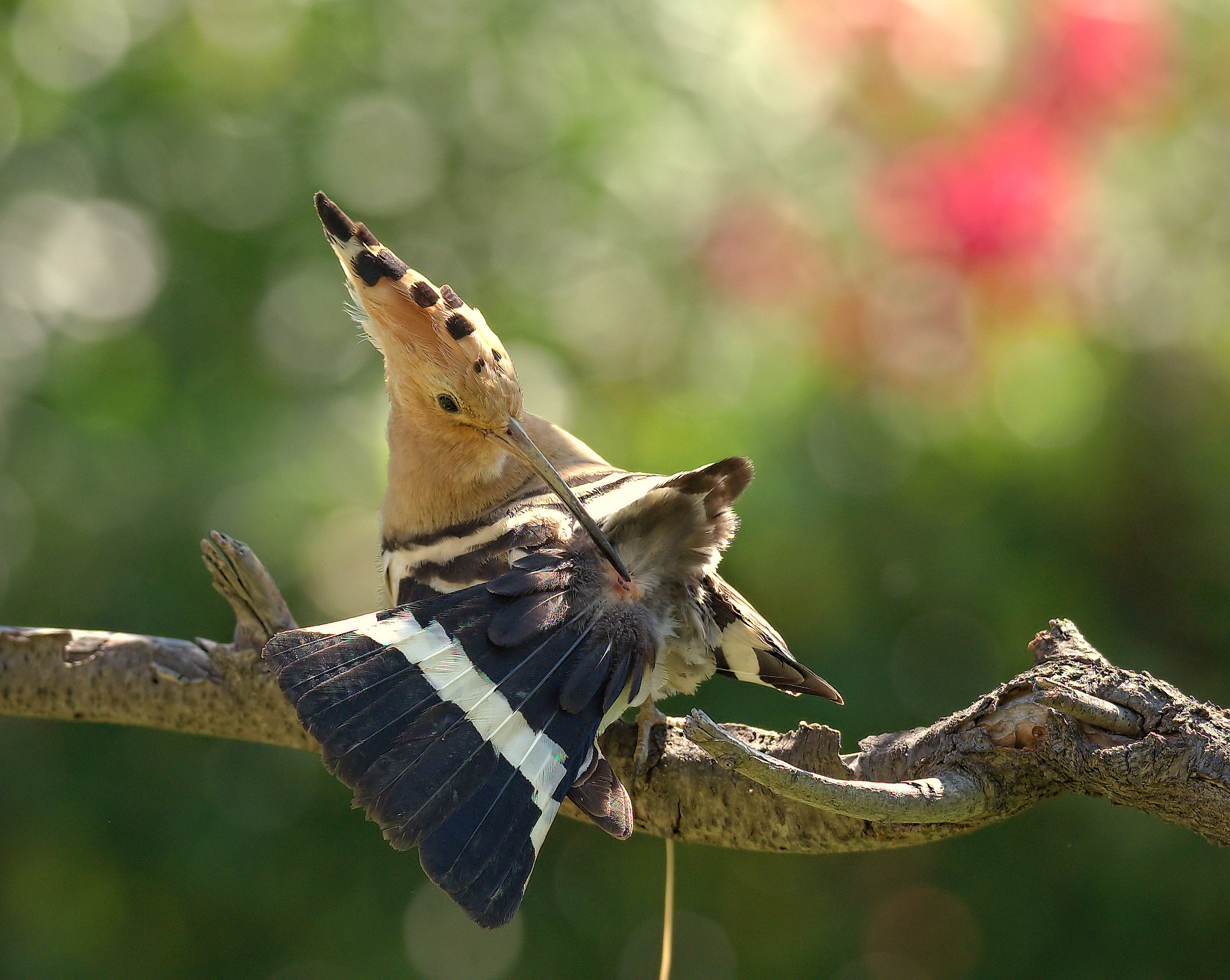 Hoopoe