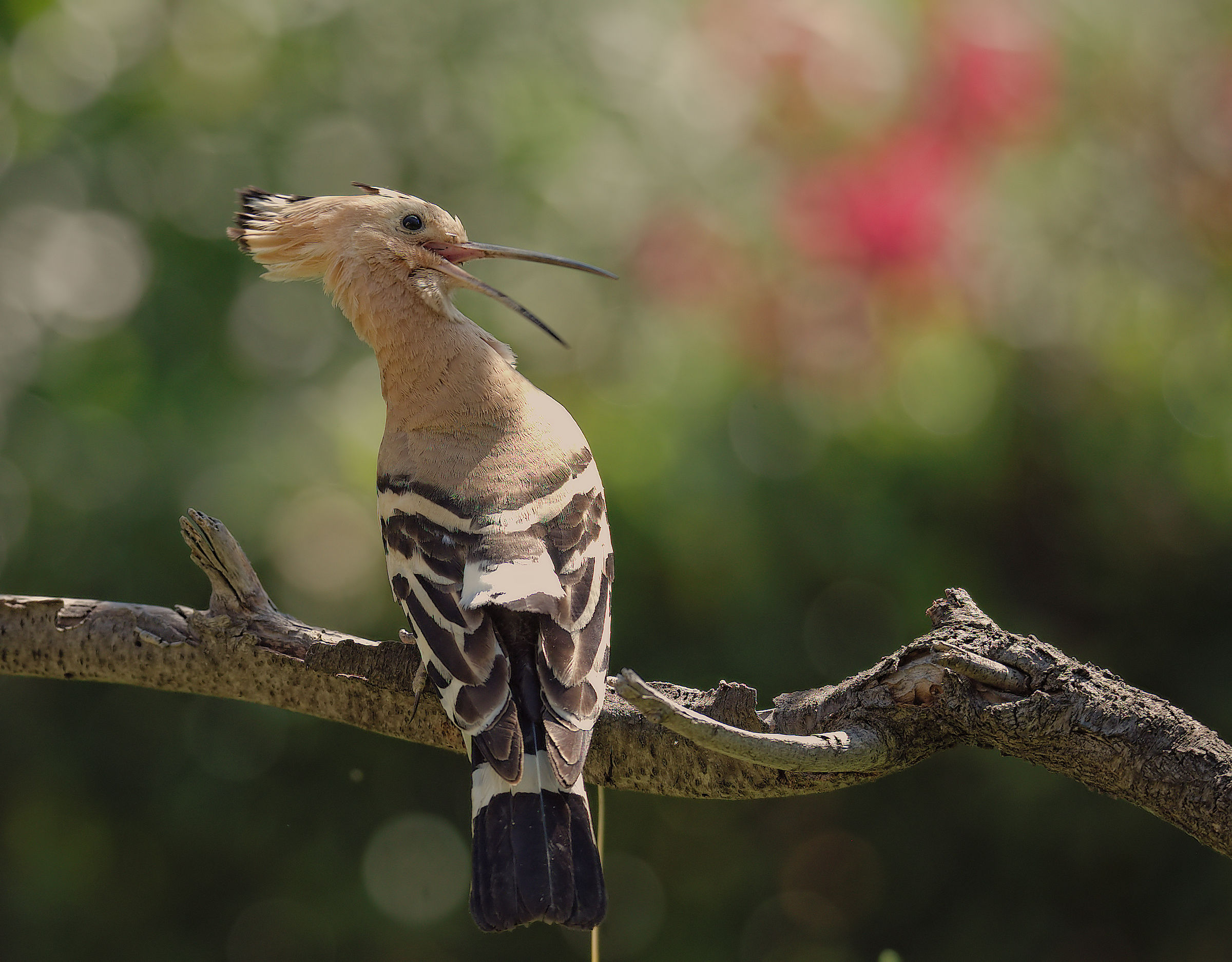 Hoopoe