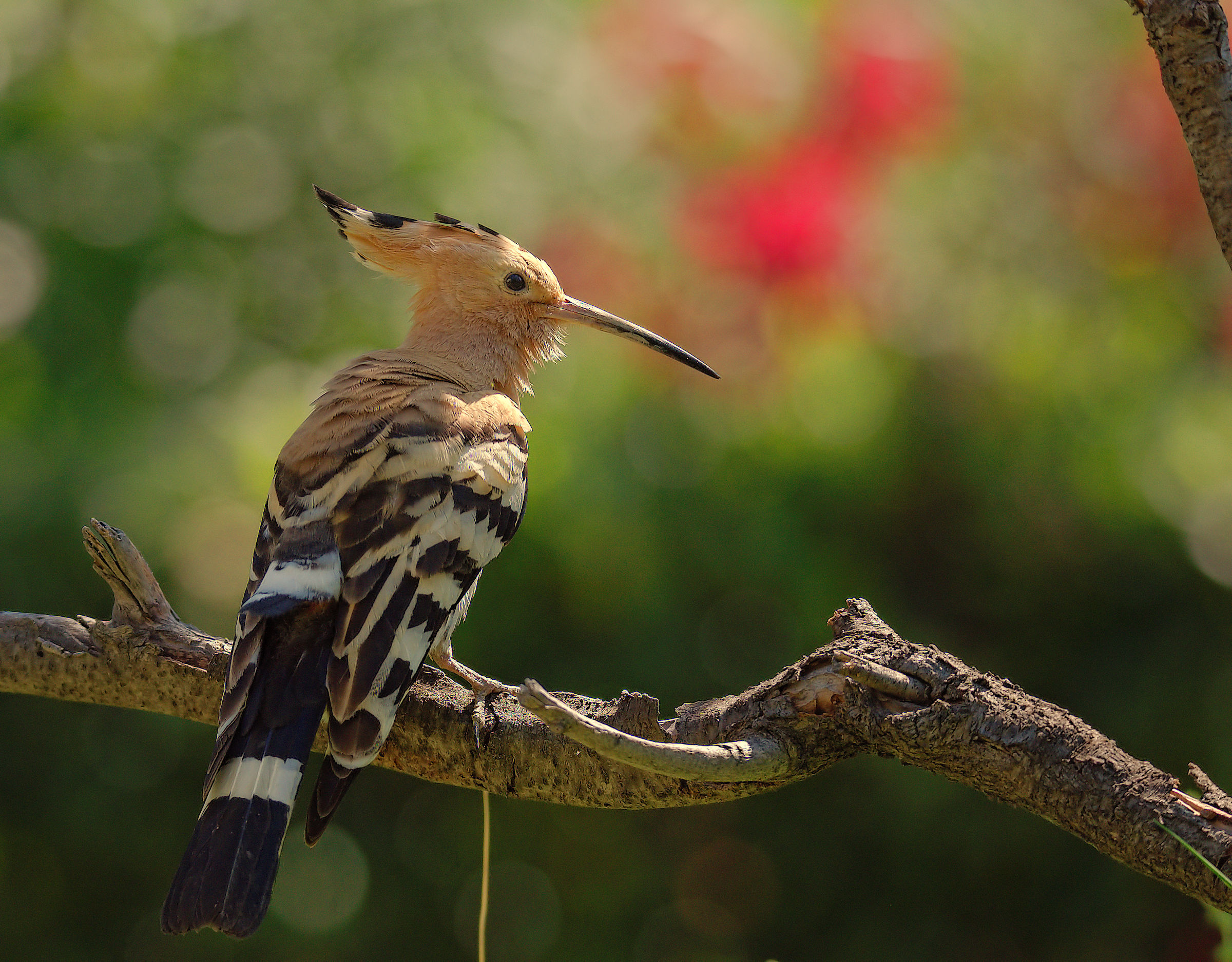 Hoopoe