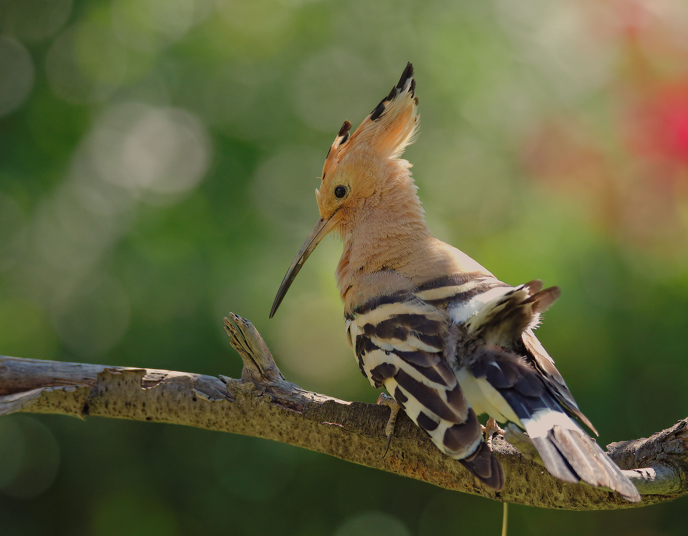 Hoopoe