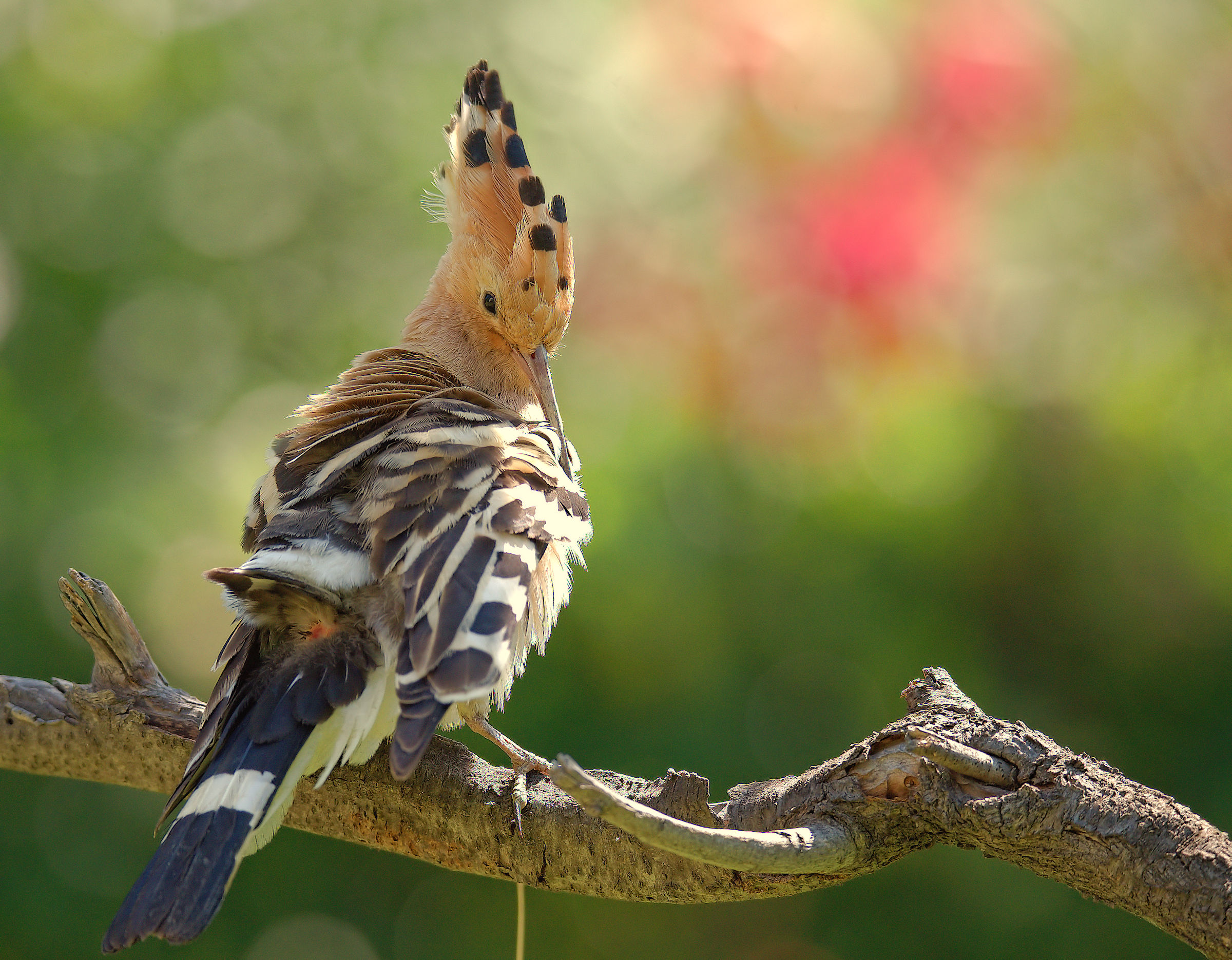 Hoopoe
