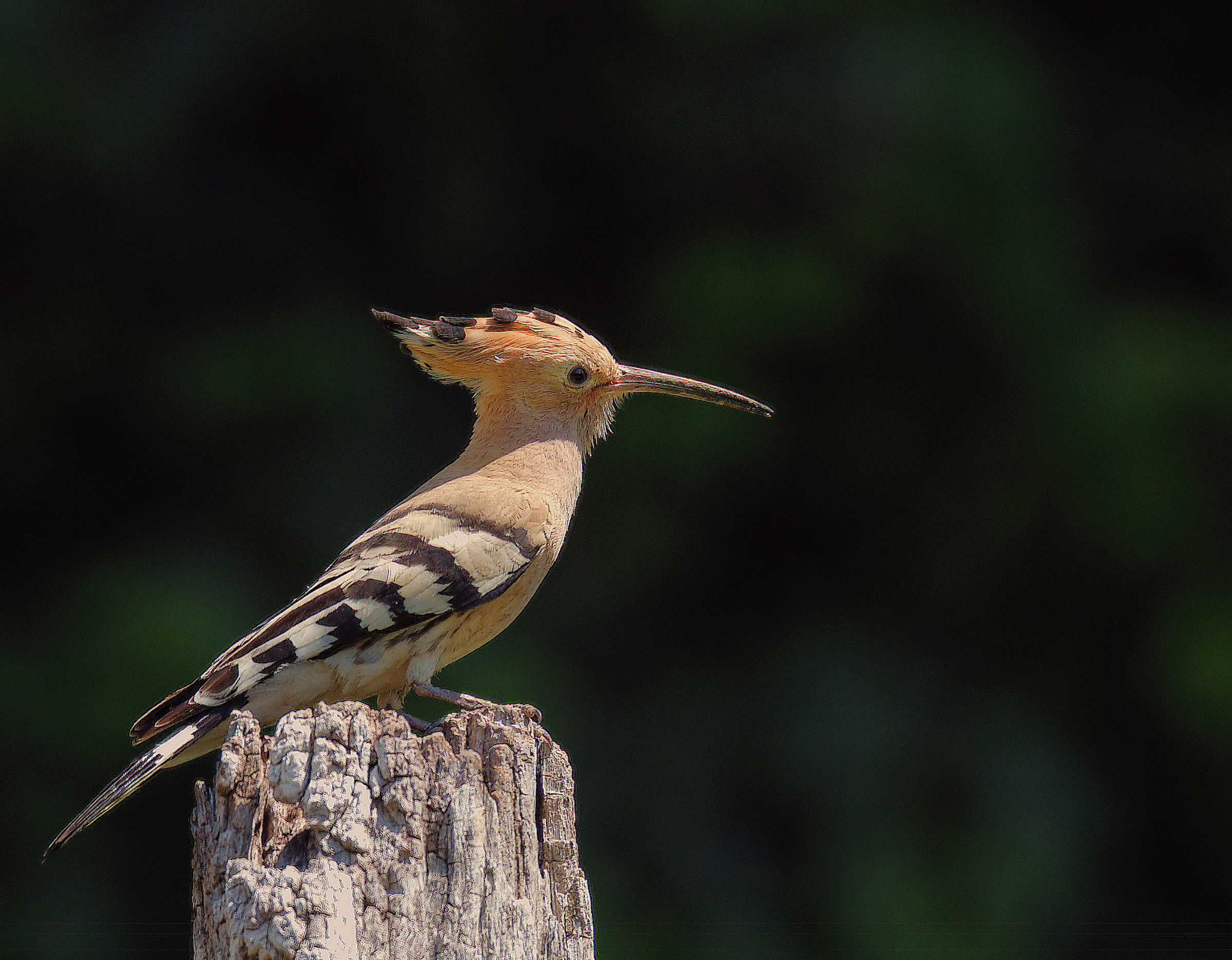 Hoopoe