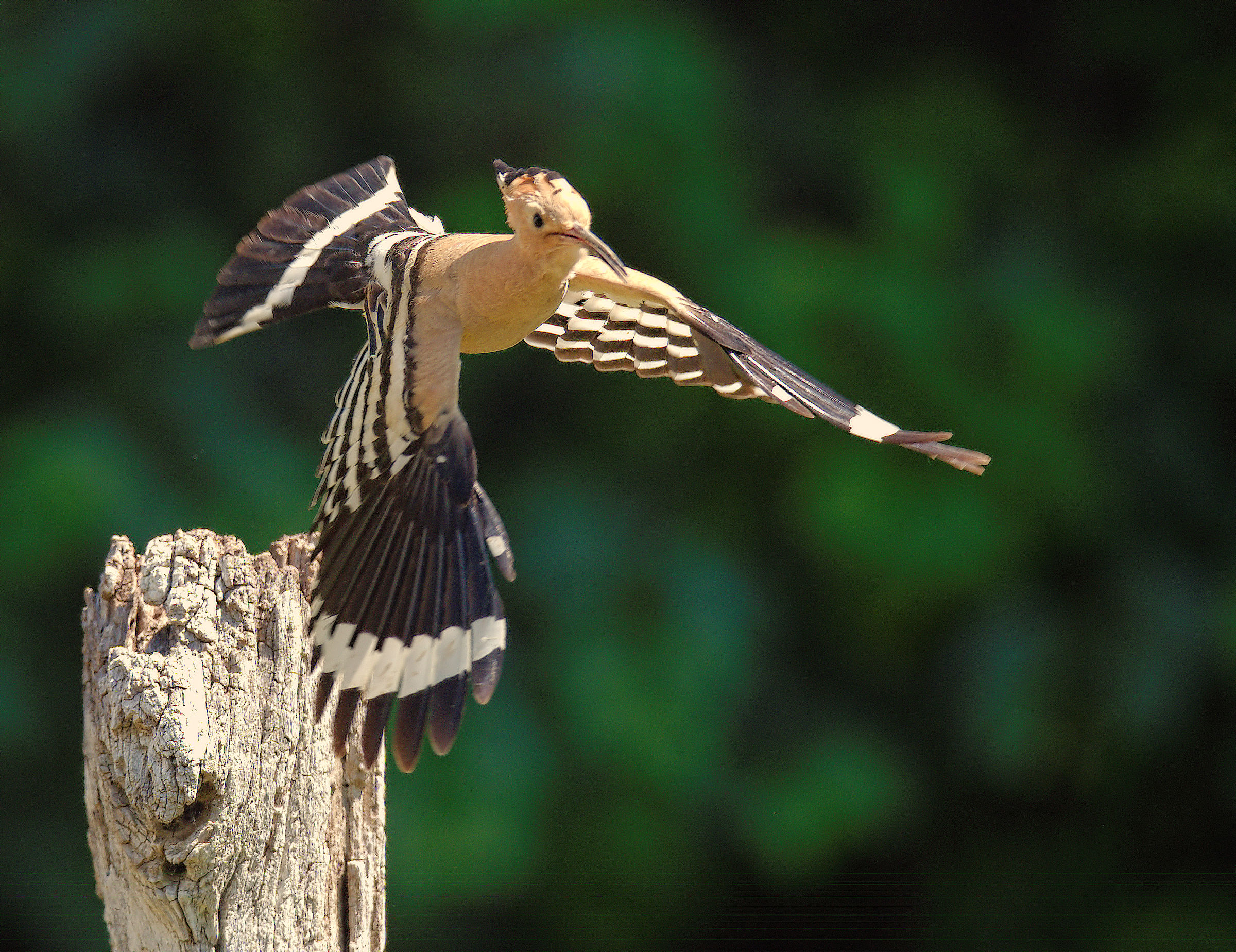Hoopoe