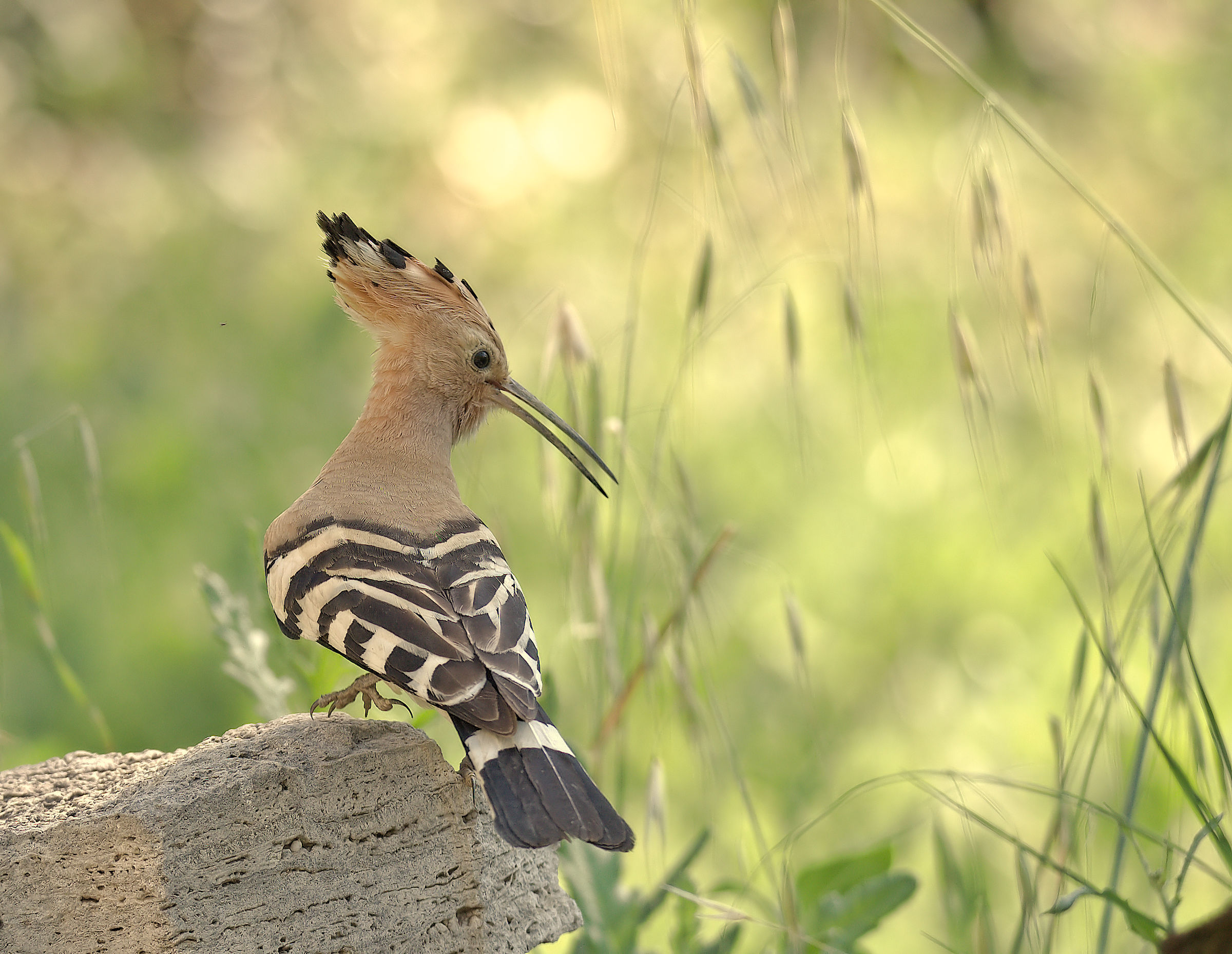 Hoopoe