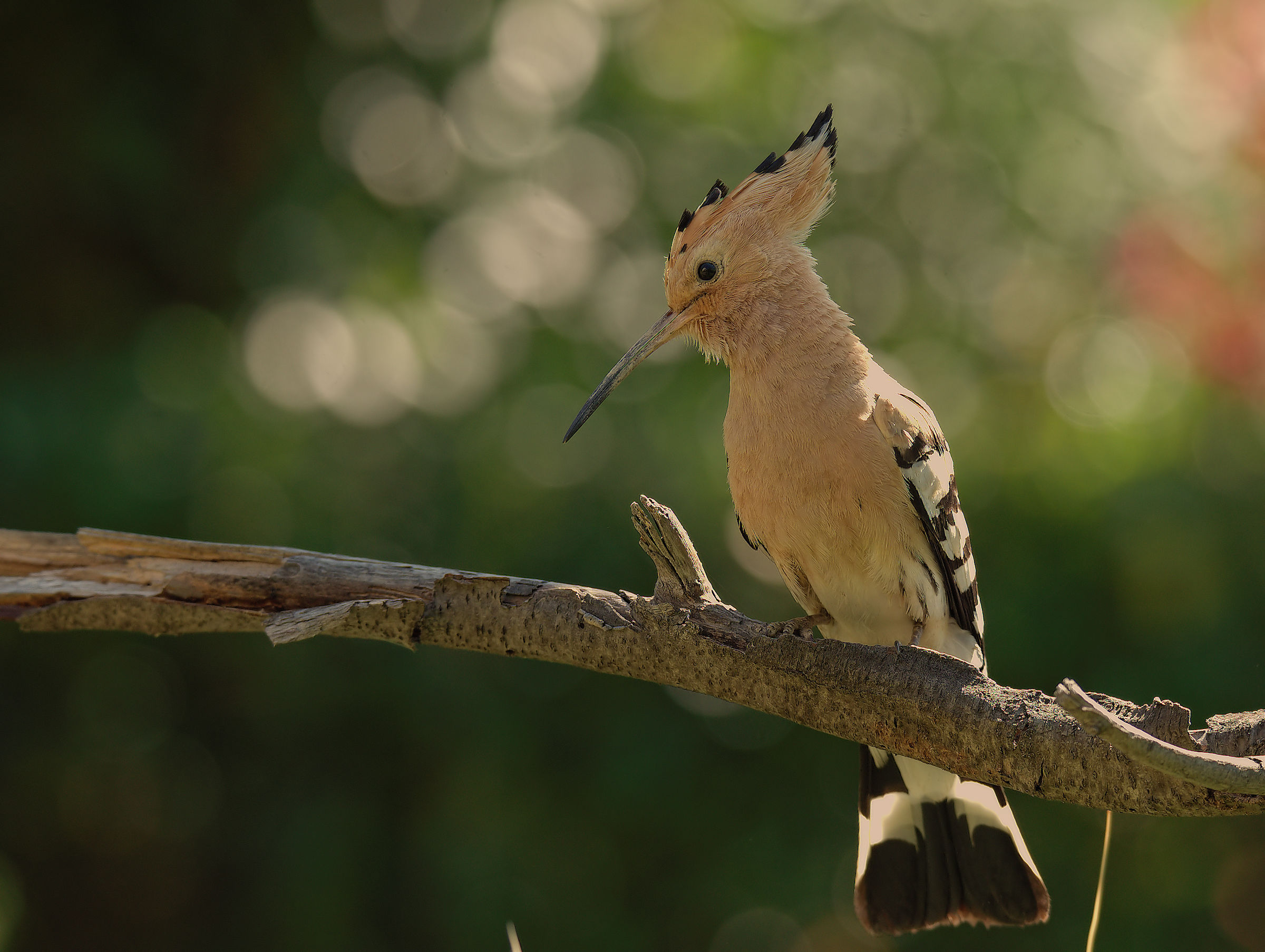 Hoopoe