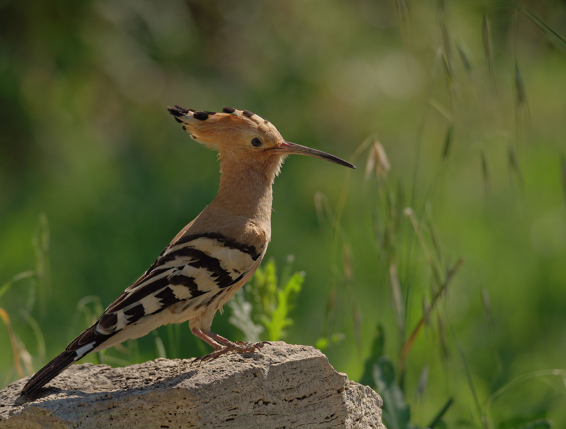 Hoopoe