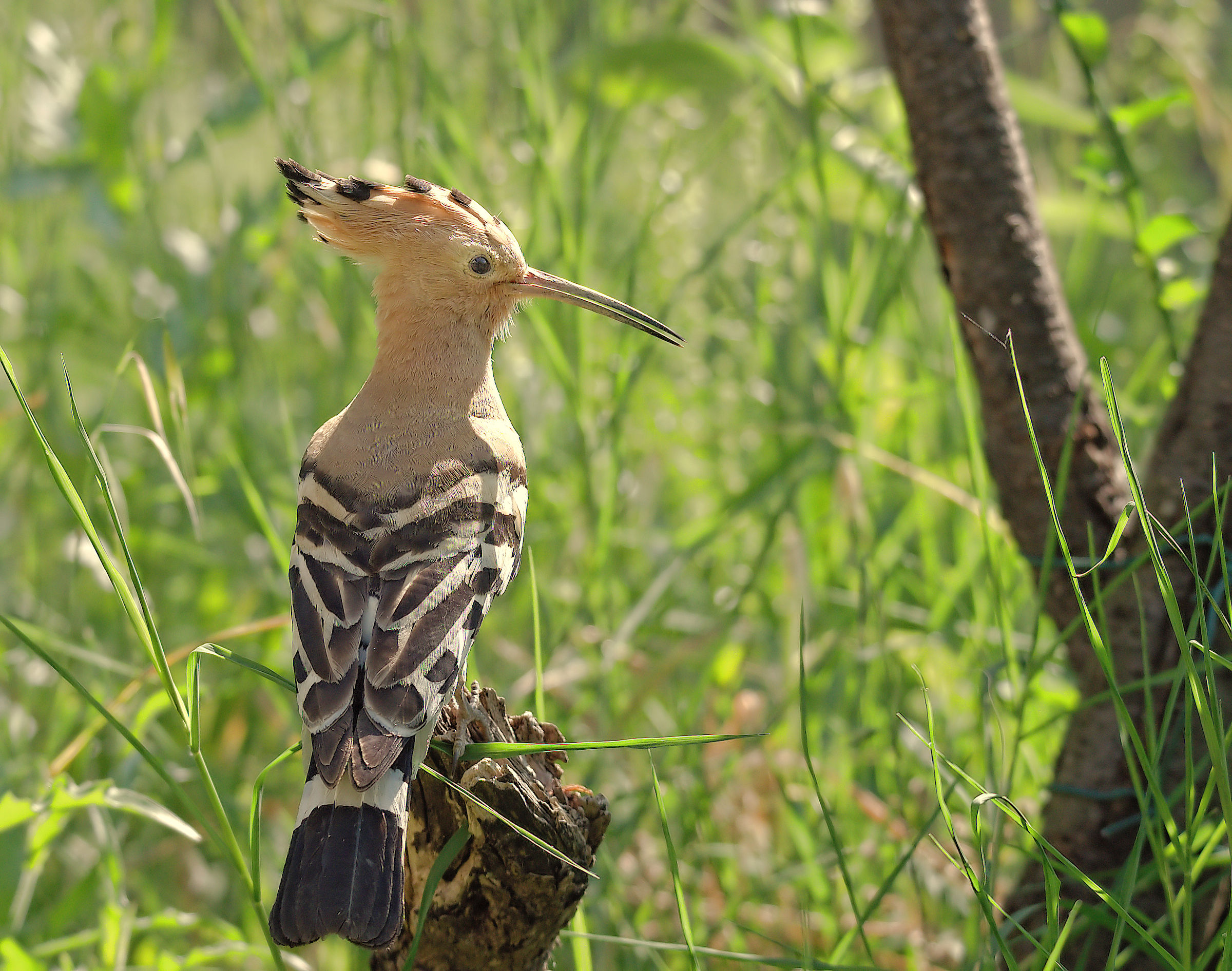 Hoopoe