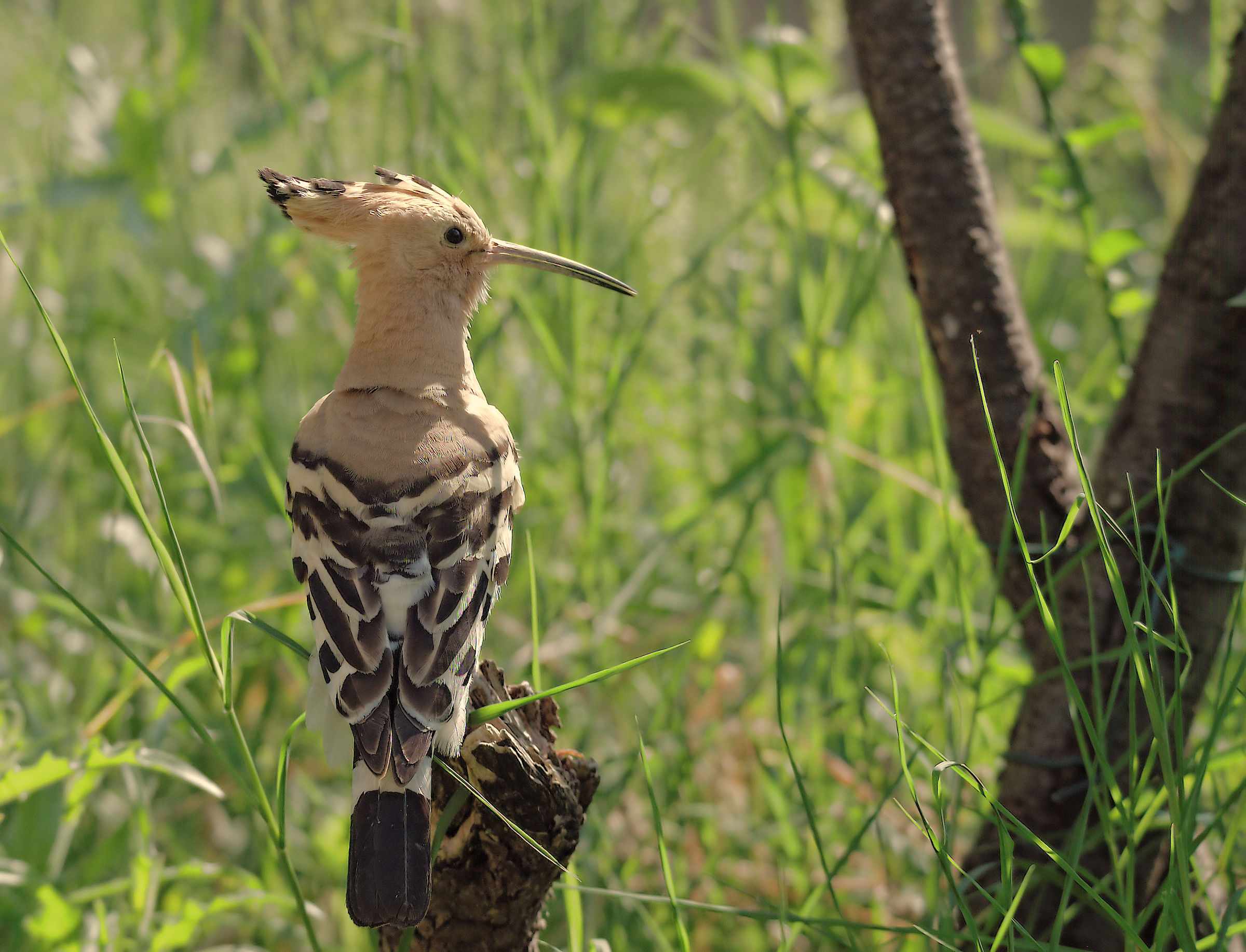 Hoopoe