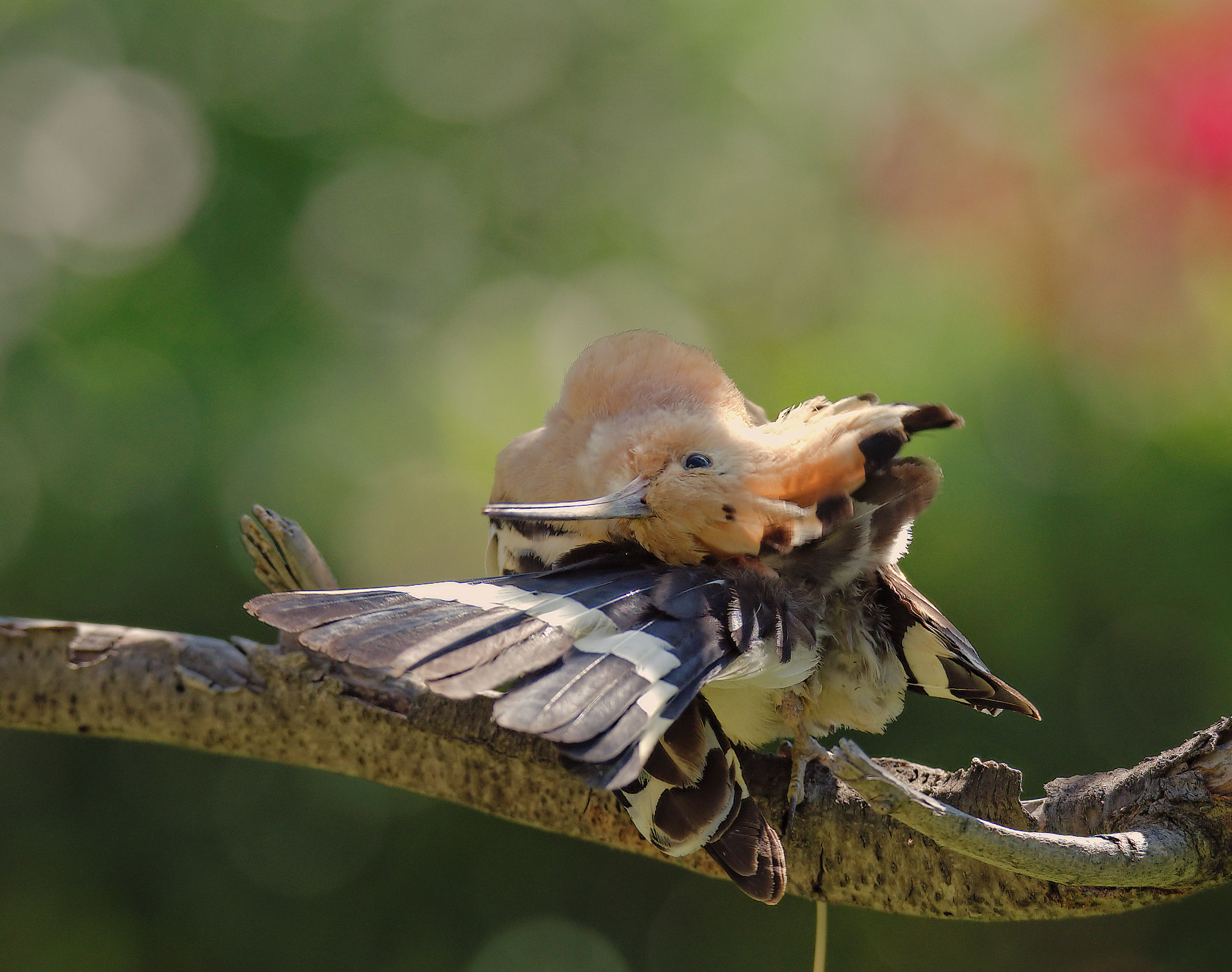 Hoopoe