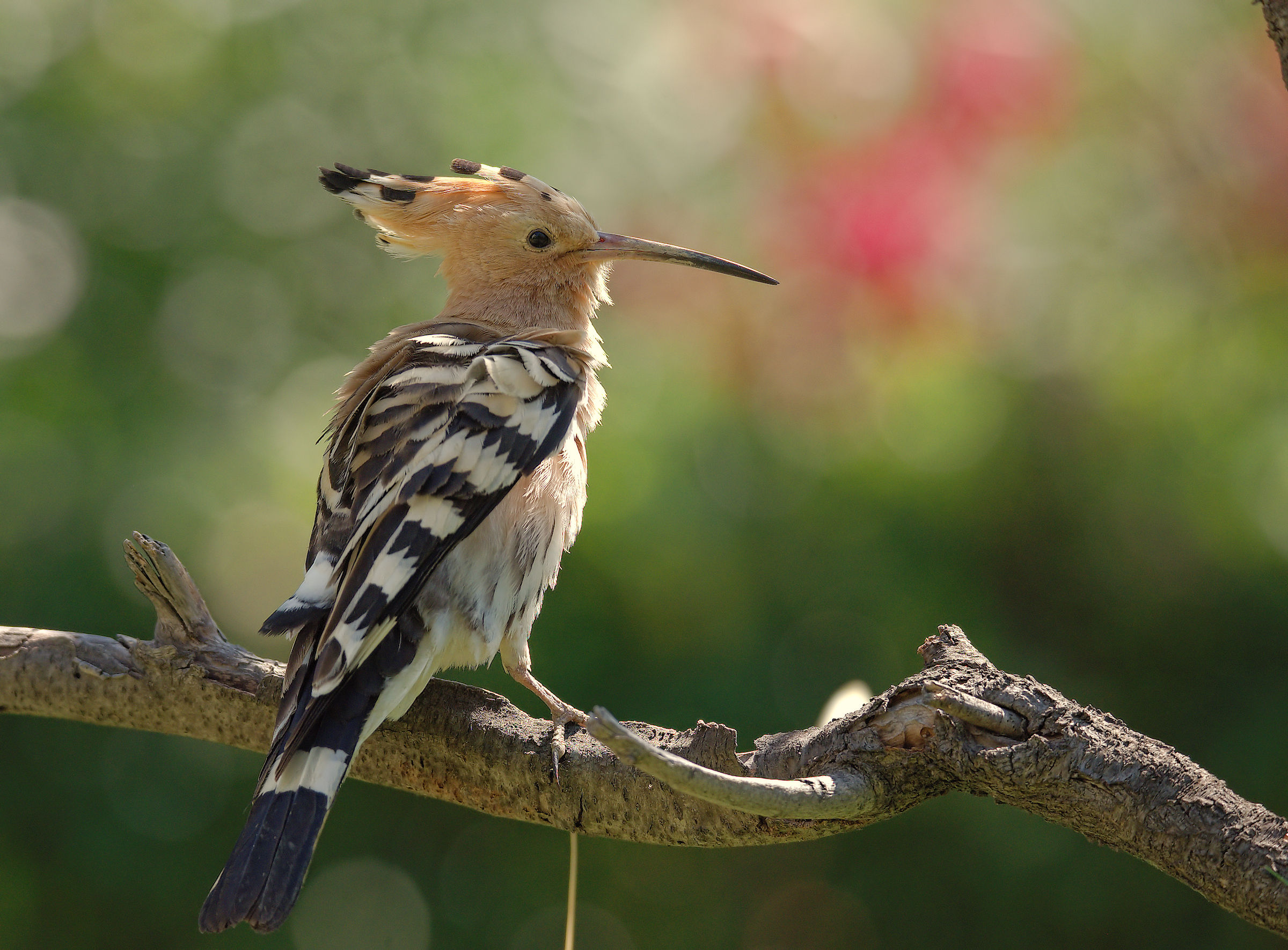 Hoopoe
