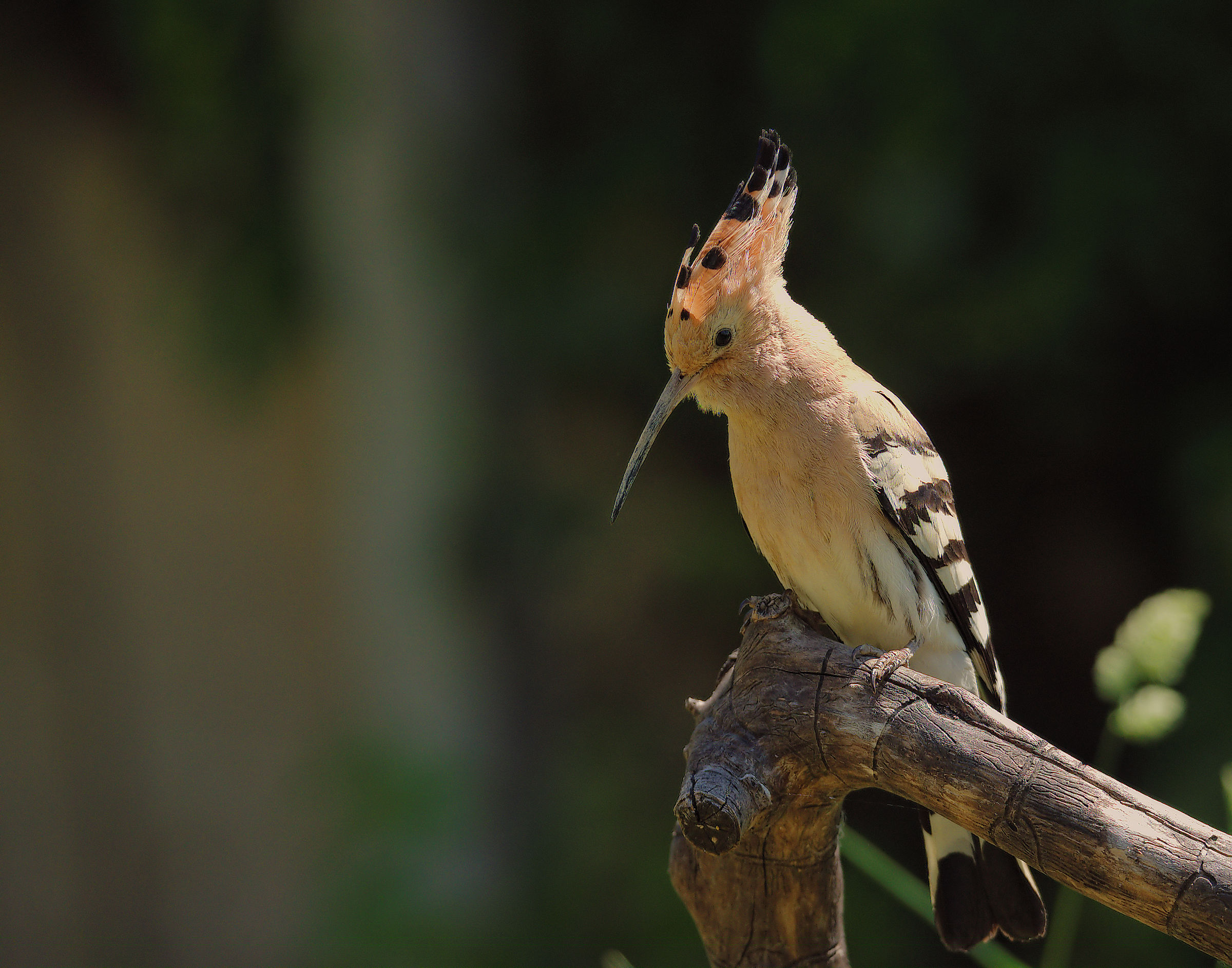 Hoopoe