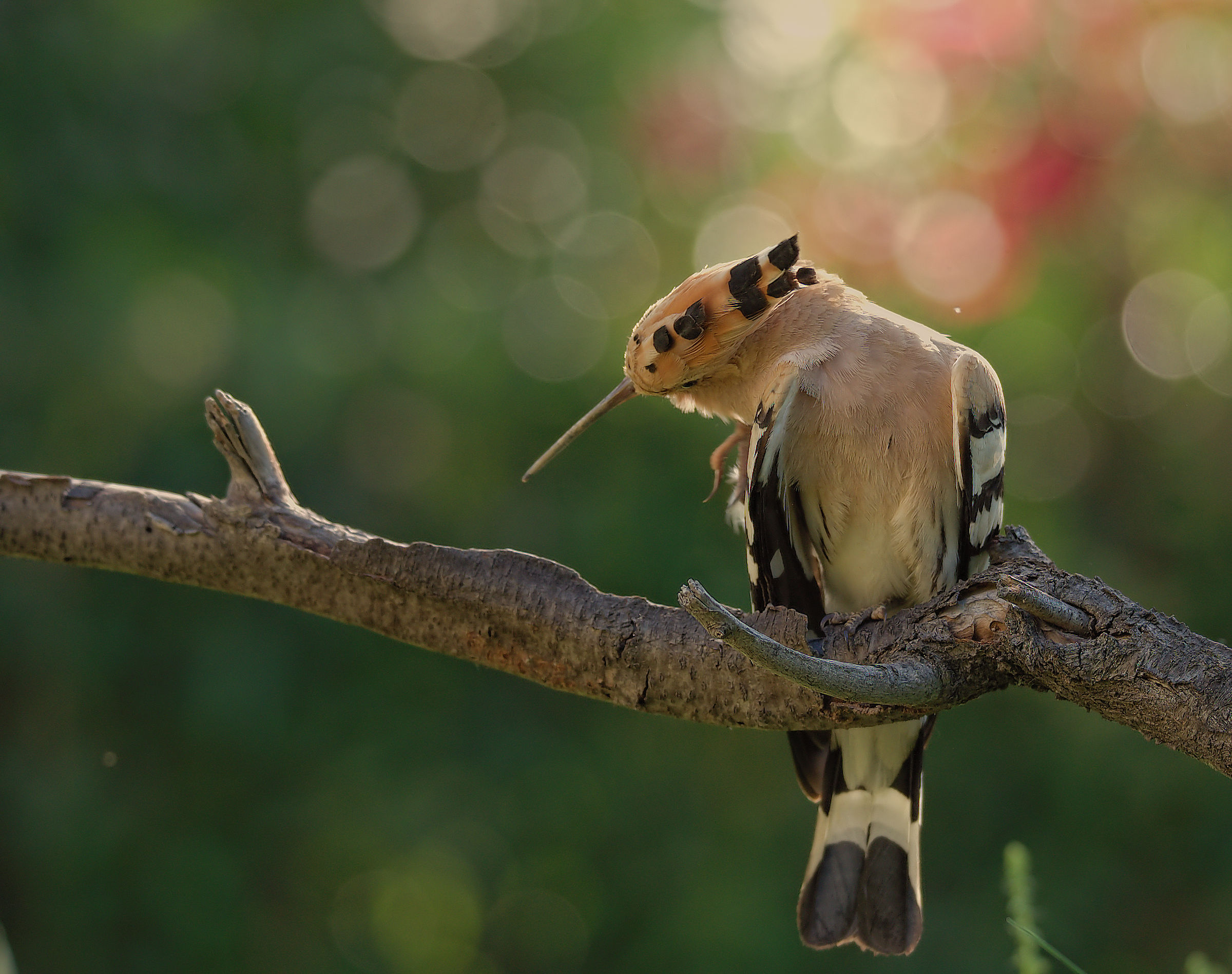 Hoopoe