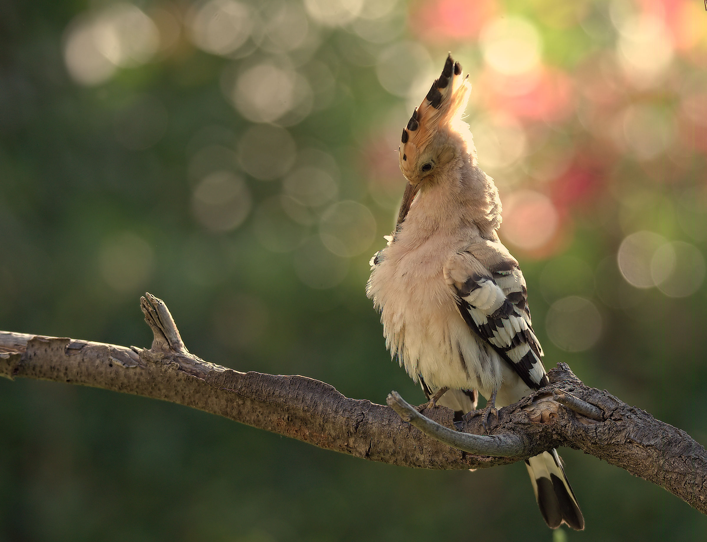 Hoopoe