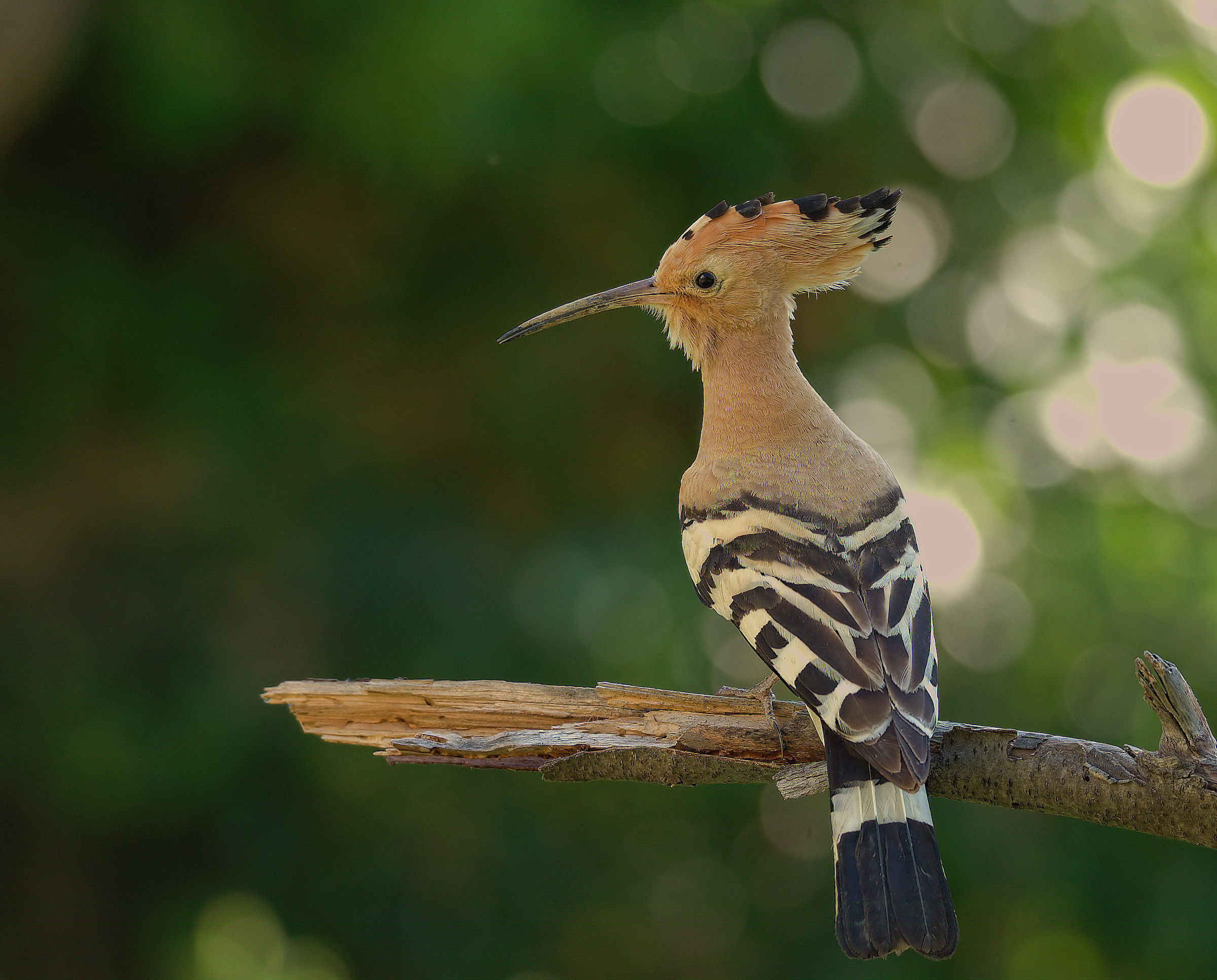 Hoopoe