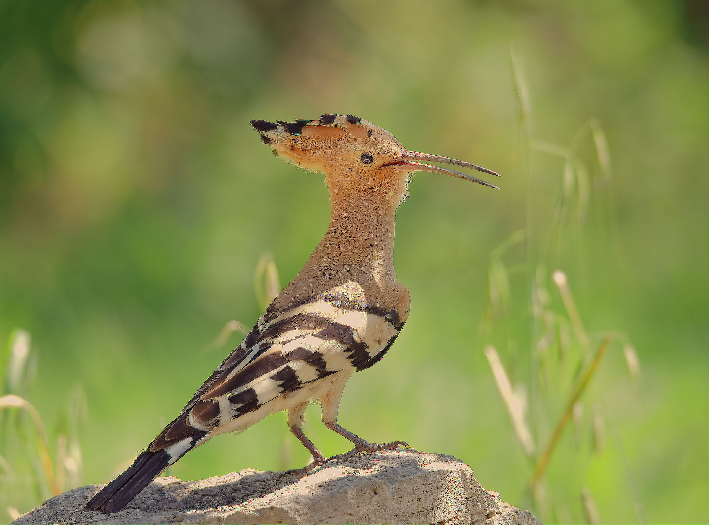 Hoopoe