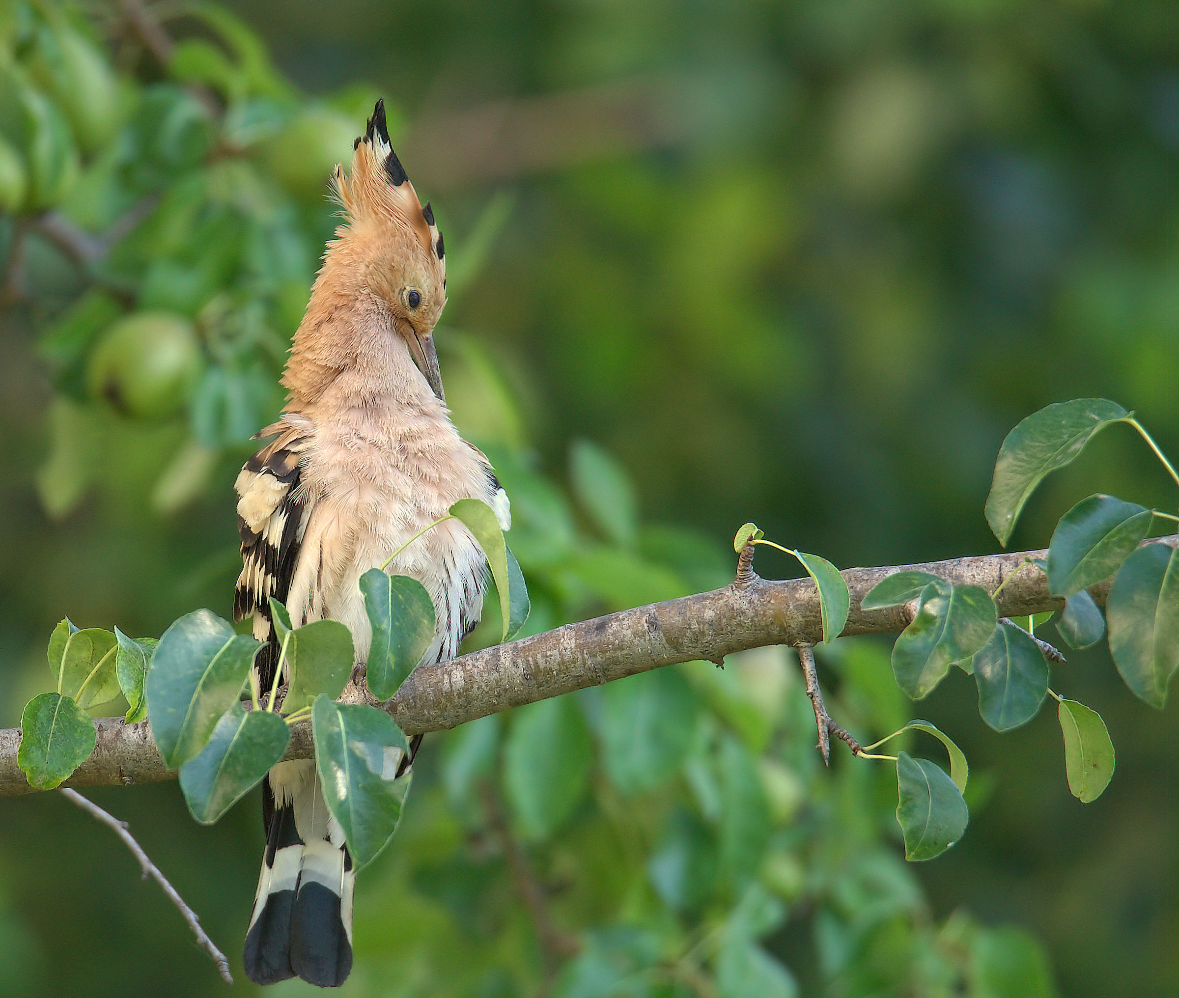Hoopoe