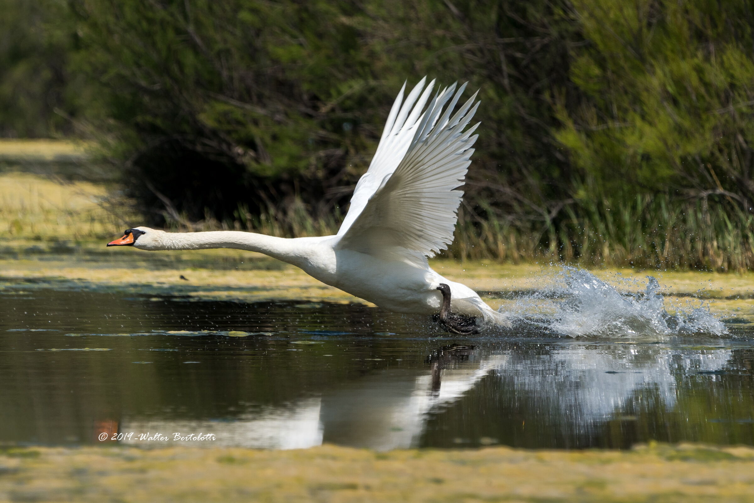 la vita nel canneto-Cigno reale