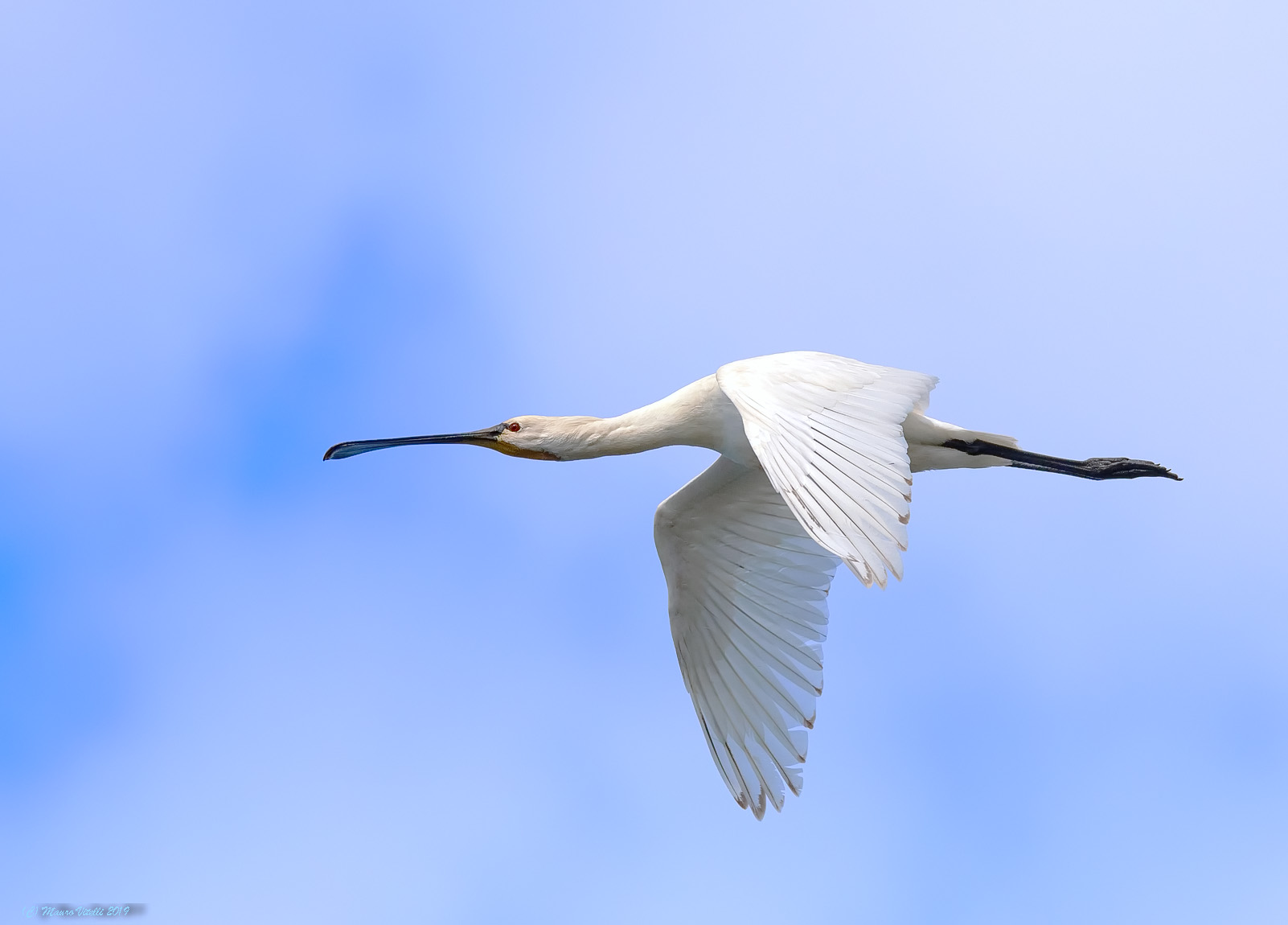 Spatula (Platalea leucorodia)