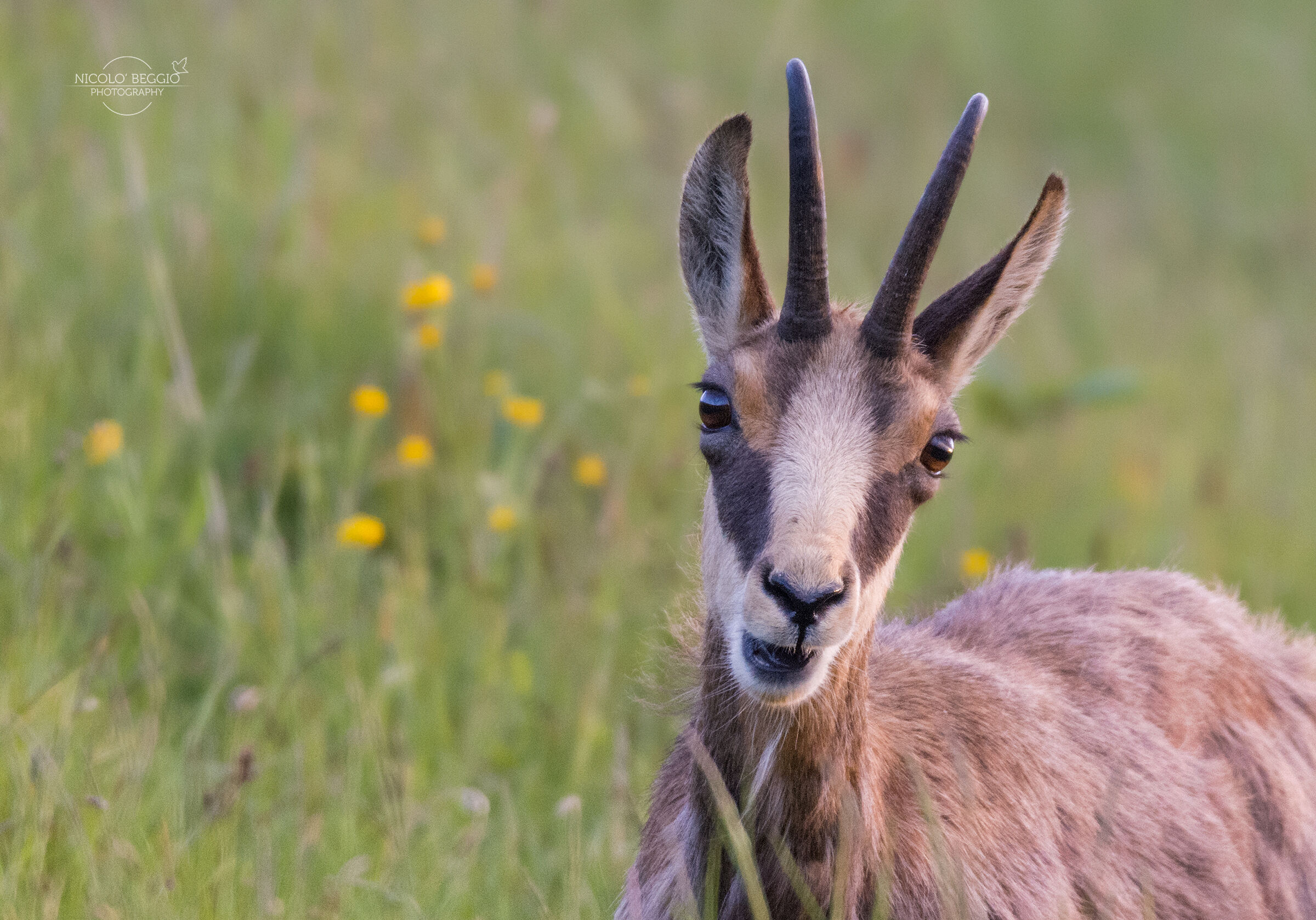 Close-up to the Suede