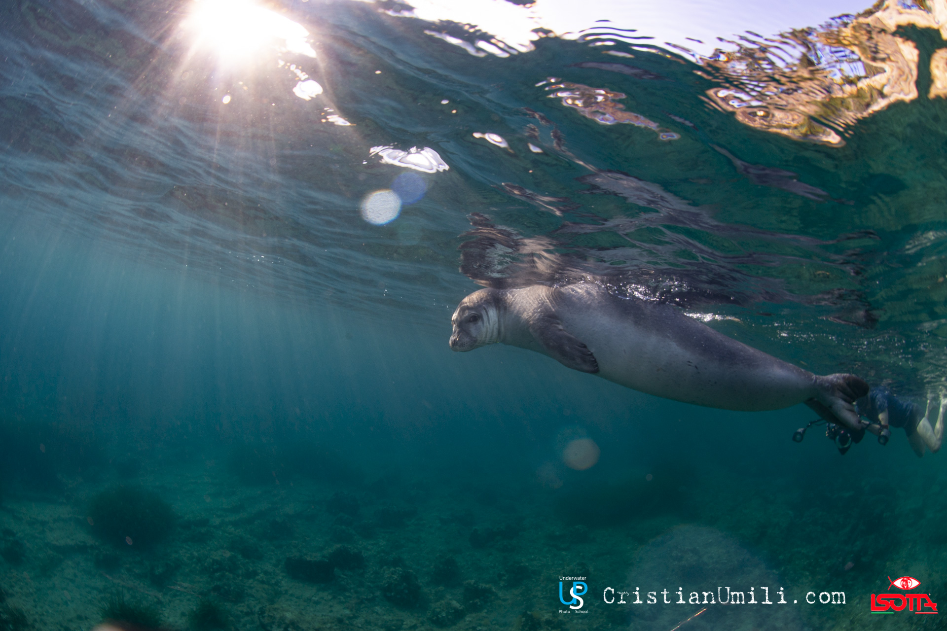 Monk Seal underwater